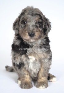 bernedoodles, bernedoodle puppies, bernedoodlees for sale, bernedoodles in canada, tri colour bernedoodles, tri colour, tri colour bernedoodles, tri colour bernedoodles, bernedoodles, bernedoodle breeders, bernedoodle breeders, bernedoodles, bernedoodles, bernedoodles. bernedoodle puppies for sale, berniedoodles, bernadoodles, bernesedoodles, bernedoodles, bernedoodles, bernedoodles, bernedoodle, bernedoodle, bernedoodle, bernedoodle, bernedoodle, bernedoodle puppies, bernedoodle breeders, bernedoodles, bernedoodle puppies, available bernedoodle puppies, available Bernedoodle puppies, tri colour bernedoodle,bernedoodle, bernedoodle, bernedoodle, bernedoodle, bernedoodles, bernedoodle puppies Ontario, bernedoodle, bernedooodle, bernedoodle, bernedoodle, bernedoodle, bernedoodle, bernedoodles, bernedoodle puppies, bernedoodle puppy, bernedoodle breeder in Canada, bernedoodle breeder in Ontario, bernedoodles, bernedoodles for sale, bernedoodles, Willow Brooke Bernedoodles, bernadoodles, available puppies, available Bernedoodle puppies, bernedoodles British Columbia, bernedoodles Alberta, bernedoodles Ontario, bernedoodles Toronto, bernedoodles Quebec, bernedoodles Nova Scotia, bernedoodles Newfoundland, bernedoodles New Brunswick, Bernese mountain dog, labradoodles, goldendoodles, bernedoodles, swiss ridge, swiss ridge kennel, swiss ridge bernedoodles, bernadoodles, berniedoodles, bernedoodles for sale, bernedoodles, bernedoodle, bernedoodle, bernedoodle, bernedoodle, bernedoodle, bernedoodle, bernedoodles, bernedoodles, bernedoodles, bernedoodle, bernedoodle puppy, bernedoodles Toronto, bernedoodles, bernedoodles, bernedoodle, bernedoodles, bernedoodle, bernedoodle, bernedoodle, bernedoodle, bernedoodle, bernedoodle, bernedoodles, bernedoodle, bernedoodles, bernedoodles, bernedoodles, Willow Brooke Bernedoodles, available Bernedoodle puppies, Bernedoodles Canada, bernedoodle, burnadoodle, berniedoodle, bernadoodle, bernadoodle, bernedoodle, bernedoodles, Bernedoodles, Bernese Mountain Dog, Poodle, Standard Poodle, Moyan Poodle, Mini Bernedoodle, Medium Bernedoodle, Standard Bernedoodle, Bernedoodles, bernedoodle, Bernedoodle Canada, bernedoodles bernedoodles bernedoodles, bernedoodles, Willow Brooke Bernedoodles, available bernedoodles, available Bernedoodles, Bernedoodles, bernedoodles, bernedoodle, bernedoodle, bernedoodles, bernedoodle, bernedoodle, bernedoodles, bernedoodle puppy, bernedoodle, bernedoodle, bernedoodles, bernedoodles, bernedoodle, bernedoodle, bernedoodles, bernedoodle puppies, bernedoodle breeder, Ontario bernedoodle puppies, bernedoodles for sale, available bernedoodle puppies, bernedoodle litters, bernedoodles in New York, bernedoodle, bernedoodle puppy, bernedoodle puppies, bernedoodles Ontario, bernedoodle, bernadoodle, bernadoodle, bernedoodles, bernedoodle puppies for sale, puppies for sale, bernedoodle, berniedoodle, bernedoodles in ontario, bernedoodles in Canada