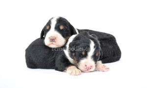 bernedoodles, bernedoodle puppies, bernedoodlees for sale, bernedoodles in canada, tri colour bernedoodles, tri colour, tri colour bernedoodles, tri colour bernedoodles, bernedoodles, bernedoodle breeders, bernedoodle breeders, bernedoodles, bernedoodles, bernedoodles. bernedoodle puppies for sale, berniedoodles, bernadoodles, bernesedoodles, bernedoodles, bernedoodles, bernedoodles, bernedoodle, bernedoodle, bernedoodle, bernedoodle, bernedoodle, bernedoodle puppies, bernedoodle breeders, bernedoodles, bernedoodle puppies, available bernedoodle puppies, available Bernedoodle puppies, tri colour bernedoodle,bernedoodle, bernedoodle, bernedoodle, bernedoodle, bernedoodles, bernedoodle puppies Ontario, bernedoodle, bernedooodle, bernedoodle, bernedoodle, bernedoodle, bernedoodle, bernedoodles, bernedoodle puppies, bernedoodle puppy, bernedoodle breeder in Canada, bernedoodle breeder in Ontario, bernedoodles, bernedoodles for sale, bernedoodles, Willow Brooke Bernedoodles, bernadoodles, available puppies, available Bernedoodle puppies, bernedoodles British Columbia, bernedoodles Alberta, bernedoodles Ontario, bernedoodles Toronto, bernedoodles Quebec, bernedoodles Nova Scotia, bernedoodles Newfoundland, bernedoodles New Brunswick, Bernese mountain dog, labradoodles, goldendoodles, bernedoodles, swiss ridge, swiss ridge kennel, swiss ridge bernedoodles, bernadoodles, berniedoodles, bernedoodles for sale, bernedoodles, bernedoodle, bernedoodle, bernedoodle, bernedoodle, bernedoodle, bernedoodle, bernedoodles, bernedoodles, bernedoodles, bernedoodle, bernedoodle puppy, bernedoodles Toronto, bernedoodles, bernedoodles, bernedoodle, bernedoodles, bernedoodle, bernedoodle, bernedoodle, bernedoodle, bernedoodle, bernedoodle, bernedoodles, bernedoodle, bernedoodles, bernedoodles, bernedoodles, Willow Brooke Bernedoodles, available Bernedoodle puppies, Bernedoodles Canada, bernedoodle, burnadoodle, berniedoodle, bernadoodle, bernadoodle, bernedoodle, bernedoodles, Bernedoodles, Bernese Mountain Dog, Poodle, Standard Poodle, Moyan Poodle, Mini Bernedoodle, Medium Bernedoodle, Standard Bernedoodle, Bernedoodles, bernedoodle, Bernedoodle Canada, bernedoodles bernedoodles bernedoodles, bernedoodles, Willow Brooke Bernedoodles, available bernedoodles, available Bernedoodles, Bernedoodles, bernedoodles, bernedoodle, bernedoodle, bernedoodles, bernedoodle, bernedoodle, bernedoodles, bernedoodle puppy, bernedoodle, bernedoodle, bernedoodles, bernedoodles, bernedoodle, bernedoodle, bernedoodles, bernedoodle puppies, bernedoodle breeder, Ontario bernedoodle puppies, bernedoodles for sale, available bernedoodle puppies, bernedoodle litters, bernedoodles in New York, bernedoodle, bernedoodle puppy, bernedoodle puppies, bernedoodles Ontario, bernedoodle, bernadoodle, bernadoodle, bernedoodles, bernedoodle puppies for sale, puppies for sale, bernedoodle, berniedoodle, bernedoodles in ontario, bernedoodles in Canada