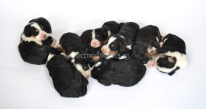 bernedoodles, bernedoodle puppies, bernedoodlees for sale, bernedoodles in canada, tri colour bernedoodles, tri colour, tri colour bernedoodles, tri colour bernedoodles, bernedoodles, bernedoodle breeders, bernedoodle breeders, bernedoodles, bernedoodles, bernedoodles. bernedoodle puppies for sale, berniedoodles, bernadoodles, bernesedoodles, bernedoodles, bernedoodles, bernedoodles, bernedoodle, bernedoodle, bernedoodle, bernedoodle, bernedoodle, bernedoodle puppies, bernedoodle breeders, bernedoodles, bernedoodle puppies, available bernedoodle puppies, available Bernedoodle puppies, tri colour bernedoodle,bernedoodle, bernedoodle, bernedoodle, bernedoodle, bernedoodles, bernedoodle puppies Ontario, bernedoodle, bernedooodle, bernedoodle, bernedoodle, bernedoodle, bernedoodle, bernedoodles, bernedoodle puppies, bernedoodle puppy, bernedoodle breeder in Canada, bernedoodle breeder in Ontario, bernedoodles, bernedoodles for sale, bernedoodles, Willow Brooke Bernedoodles, bernadoodles, available puppies, available Bernedoodle puppies, bernedoodles British Columbia, bernedoodles Alberta, bernedoodles Ontario, bernedoodles Toronto, bernedoodles Quebec, bernedoodles Nova Scotia, bernedoodles Newfoundland, bernedoodles New Brunswick, Bernese mountain dog, labradoodles, goldendoodles, bernedoodles, swiss ridge, swiss ridge kennel, swiss ridge bernedoodles, bernadoodles, berniedoodles, bernedoodles for sale, bernedoodles, bernedoodle, bernedoodle, bernedoodle, bernedoodle, bernedoodle, bernedoodle, bernedoodles, bernedoodles, bernedoodles, bernedoodle, bernedoodle puppy, bernedoodles Toronto, bernedoodles, bernedoodles, bernedoodle, bernedoodles, bernedoodle, bernedoodle, bernedoodle, bernedoodle, bernedoodle, bernedoodle, bernedoodles, bernedoodle, bernedoodles, bernedoodles, bernedoodles, Willow Brooke Bernedoodles, available Bernedoodle puppies, Bernedoodles Canada, bernedoodle, burnadoodle, berniedoodle, bernadoodle, bernadoodle, bernedoodle, bernedoodles, Bernedoodles, Bernese Mountain Dog, Poodle, Standard Poodle, Moyan Poodle, Mini Bernedoodle, Medium Bernedoodle, Standard Bernedoodle, Bernedoodles, bernedoodle, Bernedoodle Canada, bernedoodles bernedoodles bernedoodles, bernedoodles, Willow Brooke Bernedoodles, available bernedoodles, available Bernedoodles, Bernedoodles, bernedoodles, bernedoodle, bernedoodle, bernedoodles, bernedoodle, bernedoodle, bernedoodles, bernedoodle puppy, bernedoodle, bernedoodle, bernedoodles, bernedoodles, bernedoodle, bernedoodle, bernedoodles, bernedoodle puppies, bernedoodle breeder, Ontario bernedoodle puppies, bernedoodles for sale, available bernedoodle puppies, bernedoodle litters, bernedoodles in New York, bernedoodle, bernedoodle puppy, bernedoodle puppies, bernedoodles Ontario, bernedoodle, bernadoodle, bernadoodle, bernedoodles, bernedoodle puppies for sale, puppies for sale, bernedoodle, berniedoodle, bernedoodles in ontario, bernedoodles in Canada