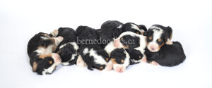 bernedoodles, bernedoodle puppies, bernedoodlees for sale, bernedoodles in canada, tri colour bernedoodles, tri colour, tri colour bernedoodles, tri colour bernedoodles, bernedoodles, bernedoodle breeders, bernedoodle breeders, bernedoodles, bernedoodles, bernedoodles. bernedoodle puppies for sale, berniedoodles, bernadoodles, bernesedoodles, bernedoodles, bernedoodles, bernedoodles, bernedoodle, bernedoodle, bernedoodle, bernedoodle, bernedoodle, bernedoodle puppies, bernedoodle breeders, bernedoodles, bernedoodle puppies, available bernedoodle puppies, available Bernedoodle puppies, tri colour bernedoodle,bernedoodle, bernedoodle, bernedoodle, bernedoodle, bernedoodles, bernedoodle puppies Ontario, bernedoodle, bernedooodle, bernedoodle, bernedoodle, bernedoodle, bernedoodle, bernedoodles, bernedoodle puppies, bernedoodle puppy, bernedoodle breeder in Canada, bernedoodle breeder in Ontario, bernedoodles, bernedoodles for sale, bernedoodles, Willow Brooke Bernedoodles, bernadoodles, available puppies, available Bernedoodle puppies, bernedoodles British Columbia, bernedoodles Alberta, bernedoodles Ontario, bernedoodles Toronto, bernedoodles Quebec, bernedoodles Nova Scotia, bernedoodles Newfoundland, bernedoodles New Brunswick, Bernese mountain dog, labradoodles, goldendoodles, bernedoodles, swiss ridge, swiss ridge kennel, swiss ridge bernedoodles, bernadoodles, berniedoodles, bernedoodles for sale, bernedoodles, bernedoodle, bernedoodle, bernedoodle, bernedoodle, bernedoodle, bernedoodle, bernedoodles, bernedoodles, bernedoodles, bernedoodle, bernedoodle puppy, bernedoodles Toronto, bernedoodles, bernedoodles, bernedoodle, bernedoodles, bernedoodle, bernedoodle, bernedoodle, bernedoodle, bernedoodle, bernedoodle, bernedoodles, bernedoodle, bernedoodles, bernedoodles, bernedoodles, Willow Brooke Bernedoodles, available Bernedoodle puppies, Bernedoodles Canada, bernedoodle, burnadoodle, berniedoodle, bernadoodle, bernadoodle, bernedoodle, bernedoodles, Bernedoodles, Bernese Mountain Dog, Poodle, Standard Poodle, Moyan Poodle, Mini Bernedoodle, Medium Bernedoodle, Standard Bernedoodle, Bernedoodles, bernedoodle, Bernedoodle Canada, bernedoodles bernedoodles bernedoodles, bernedoodles, Willow Brooke Bernedoodles, available bernedoodles, available Bernedoodles, Bernedoodles, bernedoodles, bernedoodle, bernedoodle, bernedoodles, bernedoodle, bernedoodle, bernedoodles, bernedoodle puppy, bernedoodle, bernedoodle, bernedoodles, bernedoodles, bernedoodle, bernedoodle, bernedoodles, bernedoodle puppies, bernedoodle breeder, Ontario bernedoodle puppies, bernedoodles for sale, available bernedoodle puppies, bernedoodle litters, bernedoodles in New York, bernedoodle, bernedoodle puppy, bernedoodle puppies, bernedoodles Ontario, bernedoodle, bernadoodle, bernadoodle, bernedoodles, bernedoodle puppies for sale, puppies for sale, bernedoodle, berniedoodle, bernedoodles in ontario, bernedoodles in Canada