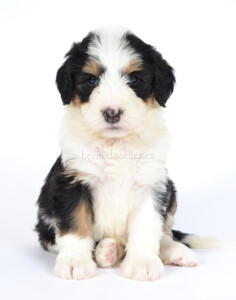 bernedoodles, bernedoodle puppies, bernedoodlees for sale, bernedoodles in canada, tri colour bernedoodles, tri colour, tri colour bernedoodles, tri colour bernedoodles, bernedoodles, bernedoodle breeders, bernedoodle breeders, bernedoodles, bernedoodles, bernedoodles. bernedoodle puppies for sale, berniedoodles, bernadoodles, bernesedoodles, bernedoodles, bernedoodles, bernedoodles, bernedoodle, bernedoodle, bernedoodle, bernedoodle, bernedoodle, bernedoodle puppies, bernedoodle breeders, bernedoodles, bernedoodle puppies, available bernedoodle puppies, available Bernedoodle puppies, tri colour bernedoodle,bernedoodle, bernedoodle, bernedoodle, bernedoodle, bernedoodles, bernedoodle puppies Ontario, bernedoodle, bernedooodle, bernedoodle, bernedoodle, bernedoodle, bernedoodle, bernedoodles, bernedoodle puppies, bernedoodle puppy, bernedoodle breeder in Canada, bernedoodle breeder in Ontario, bernedoodles, bernedoodles for sale, bernedoodles, Willow Brooke Bernedoodles, bernadoodles, available puppies, available Bernedoodle puppies, bernedoodles British Columbia, bernedoodles Alberta, bernedoodles Ontario, bernedoodles Toronto, bernedoodles Quebec, bernedoodles Nova Scotia, bernedoodles Newfoundland, bernedoodles New Brunswick, Bernese mountain dog, labradoodles, goldendoodles, bernedoodles, swiss ridge, swiss ridge kennel, swiss ridge bernedoodles, bernadoodles, berniedoodles, bernedoodles for sale, bernedoodles, bernedoodle, bernedoodle, bernedoodle, bernedoodle, bernedoodle, bernedoodle, bernedoodles, bernedoodles, bernedoodles, bernedoodle, bernedoodle puppy, bernedoodles Toronto, bernedoodles, bernedoodles, bernedoodle, bernedoodles, bernedoodle, bernedoodle, bernedoodle, bernedoodle, bernedoodle, bernedoodle, bernedoodles, bernedoodle, bernedoodles, bernedoodles, bernedoodles, Willow Brooke Bernedoodles, available Bernedoodle puppies, Bernedoodles Canada, bernedoodle, burnadoodle, berniedoodle, bernadoodle, bernadoodle, bernedoodle, bernedoodles, Bernedoodles, Bernese Mountain Dog, Poodle, Standard Poodle, Moyan Poodle, Mini Bernedoodle, Medium Bernedoodle, Standard Bernedoodle, Bernedoodles, bernedoodle, Bernedoodle Canada, bernedoodles bernedoodles bernedoodles, bernedoodles, Willow Brooke Bernedoodles, available bernedoodles, available Bernedoodles, Bernedoodles, bernedoodles, bernedoodle, bernedoodle, bernedoodles, bernedoodle, bernedoodle, bernedoodles, bernedoodle puppy, bernedoodle, bernedoodle, bernedoodles, bernedoodles, bernedoodle, bernedoodle, bernedoodles, bernedoodle puppies, bernedoodle breeder, Ontario bernedoodle puppies, bernedoodles for sale, available bernedoodle puppies, bernedoodle litters, bernedoodles in New York, bernedoodle, bernedoodle puppy, bernedoodle puppies, bernedoodles Ontario, bernedoodle, bernadoodle, bernadoodle, bernedoodles, bernedoodle puppies for sale, puppies for sale, bernedoodle, berniedoodle, bernedoodles in ontario, bernedoodles in Canada