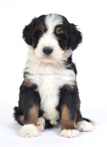 bernedoodles, bernedoodle puppies, bernedoodlees for sale, bernedoodles in canada, tri colour bernedoodles, tri colour, tri colour bernedoodles, tri colour bernedoodles, bernedoodles, bernedoodle breeders, bernedoodle breeders, bernedoodles, bernedoodles, bernedoodles. bernedoodle puppies for sale, berniedoodles, bernadoodles, bernesedoodles, bernedoodles, bernedoodles, bernedoodles, bernedoodle, bernedoodle, bernedoodle, bernedoodle, bernedoodle, bernedoodle puppies, bernedoodle breeders, bernedoodles, bernedoodle puppies, available bernedoodle puppies, available Bernedoodle puppies, tri colour bernedoodle,bernedoodle, bernedoodle, bernedoodle, bernedoodle, bernedoodles, bernedoodle puppies Ontario, bernedoodle, bernedooodle, bernedoodle, bernedoodle, bernedoodle, bernedoodle, bernedoodles, bernedoodle puppies, bernedoodle puppy, bernedoodle breeder in Canada, bernedoodle breeder in Ontario, bernedoodles, bernedoodles for sale, bernedoodles, Willow Brooke Bernedoodles, bernadoodles, available puppies, available Bernedoodle puppies, bernedoodles British Columbia, bernedoodles Alberta, bernedoodles Ontario, bernedoodles Toronto, bernedoodles Quebec, bernedoodles Nova Scotia, bernedoodles Newfoundland, bernedoodles New Brunswick, Bernese mountain dog, labradoodles, goldendoodles, bernedoodles, swiss ridge, swiss ridge kennel, swiss ridge bernedoodles, bernadoodles, berniedoodles, bernedoodles for sale, bernedoodles, bernedoodle, bernedoodle, bernedoodle, bernedoodle, bernedoodle, bernedoodle, bernedoodles, bernedoodles, bernedoodles, bernedoodle, bernedoodle puppy, bernedoodles Toronto, bernedoodles, bernedoodles, bernedoodle, bernedoodles, bernedoodle, bernedoodle, bernedoodle, bernedoodle, bernedoodle, bernedoodle, bernedoodles, bernedoodle, bernedoodles, bernedoodles, bernedoodles, Willow Brooke Bernedoodles, available Bernedoodle puppies, Bernedoodles Canada, bernedoodle, burnadoodle, berniedoodle, bernadoodle, bernadoodle, bernedoodle, bernedoodles, Bernedoodles, Bernese Mountain Dog, Poodle, Standard Poodle, Moyan Poodle, Mini Bernedoodle, Medium Bernedoodle, Standard Bernedoodle, Bernedoodles, bernedoodle, Bernedoodle Canada, bernedoodles bernedoodles bernedoodles, bernedoodles, Willow Brooke Bernedoodles, available bernedoodles, available Bernedoodles, Bernedoodles, bernedoodles, bernedoodle, bernedoodle, bernedoodles, bernedoodle, bernedoodle, bernedoodles, bernedoodle puppy, bernedoodle, bernedoodle, bernedoodles, bernedoodles, bernedoodle, bernedoodle, bernedoodles, bernedoodle puppies, bernedoodle breeder, Ontario bernedoodle puppies, bernedoodles for sale, available bernedoodle puppies, bernedoodle litters, bernedoodles in New York, bernedoodle, bernedoodle puppy, bernedoodle puppies, bernedoodles Ontario, bernedoodle, bernadoodle, bernadoodle, bernedoodles, bernedoodle puppies for sale, puppies for sale, bernedoodle, berniedoodle, bernedoodles in ontario, bernedoodles in Canada