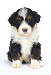 bernedoodles, bernedoodle puppies, bernedoodlees for sale, bernedoodles in canada, tri colour bernedoodles, tri colour, tri colour bernedoodles, tri colour bernedoodles, bernedoodles, bernedoodle breeders, bernedoodle breeders, bernedoodles, bernedoodles, bernedoodles. bernedoodle puppies for sale, berniedoodles, bernadoodles, bernesedoodles, bernedoodles, bernedoodles, bernedoodles, bernedoodle, bernedoodle, bernedoodle, bernedoodle, bernedoodle, bernedoodle puppies, bernedoodle breeders, bernedoodles, bernedoodle puppies, available bernedoodle puppies, available Bernedoodle puppies, tri colour bernedoodle,bernedoodle, bernedoodle, bernedoodle, bernedoodle, bernedoodles, bernedoodle puppies Ontario, bernedoodle, bernedooodle, bernedoodle, bernedoodle, bernedoodle, bernedoodle, bernedoodles, bernedoodle puppies, bernedoodle puppy, bernedoodle breeder in Canada, bernedoodle breeder in Ontario, bernedoodles, bernedoodles for sale, bernedoodles, Willow Brooke Bernedoodles, bernadoodles, available puppies, available Bernedoodle puppies, bernedoodles British Columbia, bernedoodles Alberta, bernedoodles Ontario, bernedoodles Toronto, bernedoodles Quebec, bernedoodles Nova Scotia, bernedoodles Newfoundland, bernedoodles New Brunswick, Bernese mountain dog, labradoodles, goldendoodles, bernedoodles, swiss ridge, swiss ridge kennel, swiss ridge bernedoodles, bernadoodles, berniedoodles, bernedoodles for sale, bernedoodles, bernedoodle, bernedoodle, bernedoodle, bernedoodle, bernedoodle, bernedoodle, bernedoodles, bernedoodles, bernedoodles, bernedoodle, bernedoodle puppy, bernedoodles Toronto, bernedoodles, bernedoodles, bernedoodle, bernedoodles, bernedoodle, bernedoodle, bernedoodle, bernedoodle, bernedoodle, bernedoodle, bernedoodles, bernedoodle, bernedoodles, bernedoodles, bernedoodles, Willow Brooke Bernedoodles, available Bernedoodle puppies, Bernedoodles Canada, bernedoodle, burnadoodle, berniedoodle, bernadoodle, bernadoodle, bernedoodle, bernedoodles, Bernedoodles, Bernese Mountain Dog, Poodle, Standard Poodle, Moyan Poodle, Mini Bernedoodle, Medium Bernedoodle, Standard Bernedoodle, Bernedoodles, bernedoodle, Bernedoodle Canada, bernedoodles bernedoodles bernedoodles, bernedoodles, Willow Brooke Bernedoodles, available bernedoodles, available Bernedoodles, Bernedoodles, bernedoodles, bernedoodle, bernedoodle, bernedoodles, bernedoodle, bernedoodle, bernedoodles, bernedoodle puppy, bernedoodle, bernedoodle, bernedoodles, bernedoodles, bernedoodle, bernedoodle, bernedoodles, bernedoodle puppies, bernedoodle breeder, Ontario bernedoodle puppies, bernedoodles for sale, available bernedoodle puppies, bernedoodle litters, bernedoodles in New York, bernedoodle, bernedoodle puppy, bernedoodle puppies, bernedoodles Ontario, bernedoodle, bernadoodle, bernadoodle, bernedoodles, bernedoodle puppies for sale, puppies for sale, bernedoodle, berniedoodle, bernedoodles in ontario, bernedoodles in Canada