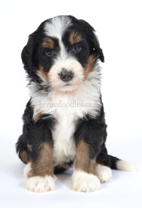 bernedoodles, bernedoodle puppies, bernedoodlees for sale, bernedoodles in canada, tri colour bernedoodles, tri colour, tri colour bernedoodles, tri colour bernedoodles, bernedoodles, bernedoodle breeders, bernedoodle breeders, bernedoodles, bernedoodles, bernedoodles. bernedoodle puppies for sale, berniedoodles, bernadoodles, bernesedoodles, bernedoodles, bernedoodles, bernedoodles, bernedoodle, bernedoodle, bernedoodle, bernedoodle, bernedoodle, bernedoodle puppies, bernedoodle breeders, bernedoodles, bernedoodle puppies, available bernedoodle puppies, available Bernedoodle puppies, tri colour bernedoodle,bernedoodle, bernedoodle, bernedoodle, bernedoodle, bernedoodles, bernedoodle puppies Ontario, bernedoodle, bernedooodle, bernedoodle, bernedoodle, bernedoodle, bernedoodle, bernedoodles, bernedoodle puppies, bernedoodle puppy, bernedoodle breeder in Canada, bernedoodle breeder in Ontario, bernedoodles, bernedoodles for sale, bernedoodles, Willow Brooke Bernedoodles, bernadoodles, available puppies, available Bernedoodle puppies, bernedoodles British Columbia, bernedoodles Alberta, bernedoodles Ontario, bernedoodles Toronto, bernedoodles Quebec, bernedoodles Nova Scotia, bernedoodles Newfoundland, bernedoodles New Brunswick, Bernese mountain dog, labradoodles, goldendoodles, bernedoodles, swiss ridge, swiss ridge kennel, swiss ridge bernedoodles, bernadoodles, berniedoodles, bernedoodles for sale, bernedoodles, bernedoodle, bernedoodle, bernedoodle, bernedoodle, bernedoodle, bernedoodle, bernedoodles, bernedoodles, bernedoodles, bernedoodle, bernedoodle puppy, bernedoodles Toronto, bernedoodles, bernedoodles, bernedoodle, bernedoodles, bernedoodle, bernedoodle, bernedoodle, bernedoodle, bernedoodle, bernedoodle, bernedoodles, bernedoodle, bernedoodles, bernedoodles, bernedoodles, Willow Brooke Bernedoodles, available Bernedoodle puppies, Bernedoodles Canada, bernedoodle, burnadoodle, berniedoodle, bernadoodle, bernadoodle, bernedoodle, bernedoodles, Bernedoodles, Bernese Mountain Dog, Poodle, Standard Poodle, Moyan Poodle, Mini Bernedoodle, Medium Bernedoodle, Standard Bernedoodle, Bernedoodles, bernedoodle, Bernedoodle Canada, bernedoodles bernedoodles bernedoodles, bernedoodles, Willow Brooke Bernedoodles, available bernedoodles, available Bernedoodles, Bernedoodles, bernedoodles, bernedoodle, bernedoodle, bernedoodles, bernedoodle, bernedoodle, bernedoodles, bernedoodle puppy, bernedoodle, bernedoodle, bernedoodles, bernedoodles, bernedoodle, bernedoodle, bernedoodles, bernedoodle puppies, bernedoodle breeder, Ontario bernedoodle puppies, bernedoodles for sale, available bernedoodle puppies, bernedoodle litters, bernedoodles in New York, bernedoodle, bernedoodle puppy, bernedoodle puppies, bernedoodles Ontario, bernedoodle, bernadoodle, bernadoodle, bernedoodles, bernedoodle puppies for sale, puppies for sale, bernedoodle, berniedoodle, bernedoodles in ontario, bernedoodles in Canada