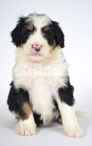 bernedoodles, bernedoodle puppies, bernedoodlees for sale, bernedoodles in canada, tri colour bernedoodles, tri colour, tri colour bernedoodles, tri colour bernedoodles, bernedoodles, bernedoodle breeders, bernedoodle breeders, bernedoodles, bernedoodles, bernedoodles. bernedoodle puppies for sale, berniedoodles, bernadoodles, bernesedoodles, bernedoodles, bernedoodles, bernedoodles, bernedoodle, bernedoodle, bernedoodle, bernedoodle, bernedoodle, bernedoodle puppies, bernedoodle breeders, bernedoodles, bernedoodle puppies, available bernedoodle puppies, available Bernedoodle puppies, tri colour bernedoodle,bernedoodle, bernedoodle, bernedoodle, bernedoodle, bernedoodles, bernedoodle puppies Ontario, bernedoodle, bernedooodle, bernedoodle, bernedoodle, bernedoodle, bernedoodle, bernedoodles, bernedoodle puppies, bernedoodle puppy, bernedoodle breeder in Canada, bernedoodle breeder in Ontario, bernedoodles, bernedoodles for sale, bernedoodles, Willow Brooke Bernedoodles, bernadoodles, available puppies, available Bernedoodle puppies, bernedoodles British Columbia, bernedoodles Alberta, bernedoodles Ontario, bernedoodles Toronto, bernedoodles Quebec, bernedoodles Nova Scotia, bernedoodles Newfoundland, bernedoodles New Brunswick, Bernese mountain dog, labradoodles, goldendoodles, bernedoodles, swiss ridge, swiss ridge kennel, swiss ridge bernedoodles, bernadoodles, berniedoodles, bernedoodles for sale, bernedoodles, bernedoodle, bernedoodle, bernedoodle, bernedoodle, bernedoodle, bernedoodle, bernedoodles, bernedoodles, bernedoodles, bernedoodle, bernedoodle puppy, bernedoodles Toronto, bernedoodles, bernedoodles, bernedoodle, bernedoodles, bernedoodle, bernedoodle, bernedoodle, bernedoodle, bernedoodle, bernedoodle, bernedoodles, bernedoodle, bernedoodles, bernedoodles, bernedoodles, Willow Brooke Bernedoodles, available Bernedoodle puppies, Bernedoodles Canada, bernedoodle, burnadoodle, berniedoodle, bernadoodle, bernadoodle, bernedoodle, bernedoodles, Bernedoodles, Bernese Mountain Dog, Poodle, Standard Poodle, Moyan Poodle, Mini Bernedoodle, Medium Bernedoodle, Standard Bernedoodle, Bernedoodles, bernedoodle, Bernedoodle Canada, bernedoodles bernedoodles bernedoodles, bernedoodles, Willow Brooke Bernedoodles, available bernedoodles, available Bernedoodles, Bernedoodles, bernedoodles, bernedoodle, bernedoodle, bernedoodles, bernedoodle, bernedoodle, bernedoodles, bernedoodle puppy, bernedoodle, bernedoodle, bernedoodles, bernedoodles, bernedoodle, bernedoodle, bernedoodles, bernedoodle puppies, bernedoodle breeder, Ontario bernedoodle puppies, bernedoodles for sale, available bernedoodle puppies, bernedoodle litters, bernedoodles in New York, bernedoodle, bernedoodle puppy, bernedoodle puppies, bernedoodles Ontario, bernedoodle, bernadoodle, bernadoodle, bernedoodles, bernedoodle puppies for sale, puppies for sale, bernedoodle, berniedoodle, bernedoodles in ontario, bernedoodles in Canada