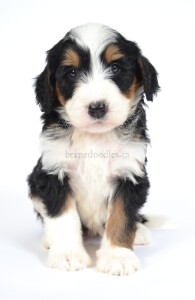 bernedoodles, bernedoodle puppies, bernedoodlees for sale, bernedoodles in canada, tri colour bernedoodles, tri colour, tri colour bernedoodles, tri colour bernedoodles, bernedoodles, bernedoodle breeders, bernedoodle breeders, bernedoodles, bernedoodles, bernedoodles. bernedoodle puppies for sale, berniedoodles, bernadoodles, bernesedoodles, bernedoodles, bernedoodles, bernedoodles, bernedoodle, bernedoodle, bernedoodle, bernedoodle, bernedoodle, bernedoodle puppies, bernedoodle breeders, bernedoodles, bernedoodle puppies, available bernedoodle puppies, available Bernedoodle puppies, tri colour bernedoodle,bernedoodle, bernedoodle, bernedoodle, bernedoodle, bernedoodles, bernedoodle puppies Ontario, bernedoodle, bernedooodle, bernedoodle, bernedoodle, bernedoodle, bernedoodle, bernedoodles, bernedoodle puppies, bernedoodle puppy, bernedoodle breeder in Canada, bernedoodle breeder in Ontario, bernedoodles, bernedoodles for sale, bernedoodles, Willow Brooke Bernedoodles, bernadoodles, available puppies, available Bernedoodle puppies, bernedoodles British Columbia, bernedoodles Alberta, bernedoodles Ontario, bernedoodles Toronto, bernedoodles Quebec, bernedoodles Nova Scotia, bernedoodles Newfoundland, bernedoodles New Brunswick, Bernese mountain dog, labradoodles, goldendoodles, bernedoodles, swiss ridge, swiss ridge kennel, swiss ridge bernedoodles, bernadoodles, berniedoodles, bernedoodles for sale, bernedoodles, bernedoodle, bernedoodle, bernedoodle, bernedoodle, bernedoodle, bernedoodle, bernedoodles, bernedoodles, bernedoodles, bernedoodle, bernedoodle puppy, bernedoodles Toronto, bernedoodles, bernedoodles, bernedoodle, bernedoodles, bernedoodle, bernedoodle, bernedoodle, bernedoodle, bernedoodle, bernedoodle, bernedoodles, bernedoodle, bernedoodles, bernedoodles, bernedoodles, Willow Brooke Bernedoodles, available Bernedoodle puppies, Bernedoodles Canada, bernedoodle, burnadoodle, berniedoodle, bernadoodle, bernadoodle, bernedoodle, bernedoodles, Bernedoodles, Bernese Mountain Dog, Poodle, Standard Poodle, Moyan Poodle, Mini Bernedoodle, Medium Bernedoodle, Standard Bernedoodle, Bernedoodles, bernedoodle, Bernedoodle Canada, bernedoodles bernedoodles bernedoodles, bernedoodles, Willow Brooke Bernedoodles, available bernedoodles, available Bernedoodles, Bernedoodles, bernedoodles, bernedoodle, bernedoodle, bernedoodles, bernedoodle, bernedoodle, bernedoodles, bernedoodle puppy, bernedoodle, bernedoodle, bernedoodles, bernedoodles, bernedoodle, bernedoodle, bernedoodles, bernedoodle puppies, bernedoodle breeder, Ontario bernedoodle puppies, bernedoodles for sale, available bernedoodle puppies, bernedoodle litters, bernedoodles in New York, bernedoodle, bernedoodle puppy, bernedoodle puppies, bernedoodles Ontario, bernedoodle, bernadoodle, bernadoodle, bernedoodles, bernedoodle puppies for sale, puppies for sale, bernedoodle, berniedoodle, bernedoodles in ontario, bernedoodles in Canada