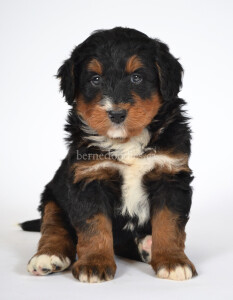 bernedoodles, bernedoodle puppies, bernedoodlees for sale, bernedoodles in canada, tri colour bernedoodles, tri colour, tri colour bernedoodles, tri colour bernedoodles, bernedoodles, bernedoodle breeders, bernedoodle breeders, bernedoodles, bernedoodles, bernedoodles. bernedoodle puppies for sale, berniedoodles, bernadoodles, bernesedoodles, bernedoodles, bernedoodles, bernedoodles, bernedoodle, bernedoodle, bernedoodle, bernedoodle, bernedoodle, bernedoodle puppies, bernedoodle breeders, bernedoodles, bernedoodle puppies, available bernedoodle puppies, available Bernedoodle puppies, tri colour bernedoodle,bernedoodle, bernedoodle, bernedoodle, bernedoodle, bernedoodles, bernedoodle puppies Ontario, bernedoodle, bernedooodle, bernedoodle, bernedoodle, bernedoodle, bernedoodle, bernedoodles, bernedoodle puppies, bernedoodle puppy, bernedoodle breeder in Canada, bernedoodle breeder in Ontario, bernedoodles, bernedoodles for sale, bernedoodles, Willow Brooke Bernedoodles, bernadoodles, available puppies, available Bernedoodle puppies, bernedoodles British Columbia, bernedoodles Alberta, bernedoodles Ontario, bernedoodles Toronto, bernedoodles Quebec, bernedoodles Nova Scotia, bernedoodles Newfoundland, bernedoodles New Brunswick, Bernese mountain dog, labradoodles, goldendoodles, bernedoodles, swiss ridge, swiss ridge kennel, swiss ridge bernedoodles, bernadoodles, berniedoodles, bernedoodles for sale, bernedoodles, bernedoodle, bernedoodle, bernedoodle, bernedoodle, bernedoodle, bernedoodle, bernedoodles, bernedoodles, bernedoodles, bernedoodle, bernedoodle puppy, bernedoodles Toronto, bernedoodles, bernedoodles, bernedoodle, bernedoodles, bernedoodle, bernedoodle, bernedoodle, bernedoodle, bernedoodle, bernedoodle, bernedoodles, bernedoodle, bernedoodles, bernedoodles, bernedoodles, Willow Brooke Bernedoodles, available Bernedoodle puppies, Bernedoodles Canada, bernedoodle, burnadoodle, berniedoodle, bernadoodle, bernadoodle, bernedoodle, bernedoodles, Bernedoodles, Bernese Mountain Dog, Poodle, Standard Poodle, Moyan Poodle, Mini Bernedoodle, Medium Bernedoodle, Standard Bernedoodle, Bernedoodles, bernedoodle, Bernedoodle Canada, bernedoodles bernedoodles bernedoodles, bernedoodles, Willow Brooke Bernedoodles, available bernedoodles, available Bernedoodles, Bernedoodles, bernedoodles, bernedoodle, bernedoodle, bernedoodles, bernedoodle, bernedoodle, bernedoodles, bernedoodle puppy, bernedoodle, bernedoodle, bernedoodles, bernedoodles, bernedoodle, bernedoodle, bernedoodles, bernedoodle puppies, bernedoodle breeder, Ontario bernedoodle puppies, bernedoodles for sale, available bernedoodle puppies, bernedoodle litters, bernedoodles in New York, bernedoodle, bernedoodle puppy, bernedoodle puppies, bernedoodles Ontario, bernedoodle, bernadoodle, bernadoodle, bernedoodles, bernedoodle puppies for sale, puppies for sale, bernedoodle, berniedoodle, bernedoodles in ontario, bernedoodles in Canada