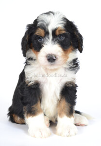 bernedoodles, bernedoodle puppies, bernedoodlees for sale, bernedoodles in canada, tri colour bernedoodles, tri colour, tri colour bernedoodles, tri colour bernedoodles, bernedoodles, bernedoodle breeders, bernedoodle breeders, bernedoodles, bernedoodles, bernedoodles. bernedoodle puppies for sale, berniedoodles, bernadoodles, bernesedoodles, bernedoodles, bernedoodles, bernedoodles, bernedoodle, bernedoodle, bernedoodle, bernedoodle, bernedoodle, bernedoodle puppies, bernedoodle breeders, bernedoodles, bernedoodle puppies, available bernedoodle puppies, available Bernedoodle puppies, tri colour bernedoodle,bernedoodle, bernedoodle, bernedoodle, bernedoodle, bernedoodles, bernedoodle puppies Ontario, bernedoodle, bernedooodle, bernedoodle, bernedoodle, bernedoodle, bernedoodle, bernedoodles, bernedoodle puppies, bernedoodle puppy, bernedoodle breeder in Canada, bernedoodle breeder in Ontario, bernedoodles, bernedoodles for sale, bernedoodles, Willow Brooke Bernedoodles, bernadoodles, available puppies, available Bernedoodle puppies, bernedoodles British Columbia, bernedoodles Alberta, bernedoodles Ontario, bernedoodles Toronto, bernedoodles Quebec, bernedoodles Nova Scotia, bernedoodles Newfoundland, bernedoodles New Brunswick, Bernese mountain dog, labradoodles, goldendoodles, bernedoodles, swiss ridge, swiss ridge kennel, swiss ridge bernedoodles, bernadoodles, berniedoodles, bernedoodles for sale, bernedoodles, bernedoodle, bernedoodle, bernedoodle, bernedoodle, bernedoodle, bernedoodle, bernedoodles, bernedoodles, bernedoodles, bernedoodle, bernedoodle puppy, bernedoodles Toronto, bernedoodles, bernedoodles, bernedoodle, bernedoodles, bernedoodle, bernedoodle, bernedoodle, bernedoodle, bernedoodle, bernedoodle, bernedoodles, bernedoodle, bernedoodles, bernedoodles, bernedoodles, Willow Brooke Bernedoodles, available Bernedoodle puppies, Bernedoodles Canada, bernedoodle, burnadoodle, berniedoodle, bernadoodle, bernadoodle, bernedoodle, bernedoodles, Bernedoodles, Bernese Mountain Dog, Poodle, Standard Poodle, Moyan Poodle, Mini Bernedoodle, Medium Bernedoodle, Standard Bernedoodle, Bernedoodles, bernedoodle, Bernedoodle Canada, bernedoodles bernedoodles bernedoodles, bernedoodles, Willow Brooke Bernedoodles, available bernedoodles, available Bernedoodles, Bernedoodles, bernedoodles, bernedoodle, bernedoodle, bernedoodles, bernedoodle, bernedoodle, bernedoodles, bernedoodle puppy, bernedoodle, bernedoodle, bernedoodles, bernedoodles, bernedoodle, bernedoodle, bernedoodles, bernedoodle puppies, bernedoodle breeder, Ontario bernedoodle puppies, bernedoodles for sale, available bernedoodle puppies, bernedoodle litters, bernedoodles in New York, bernedoodle, bernedoodle puppy, bernedoodle puppies, bernedoodles Ontario, bernedoodle, bernadoodle, bernadoodle, bernedoodles, bernedoodle puppies for sale, puppies for sale, bernedoodle, berniedoodle, bernedoodles in ontario, bernedoodles in Canada