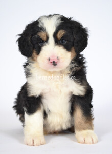 bernedoodles, bernedoodle puppies, bernedoodlees for sale, bernedoodles in canada, tri colour bernedoodles, tri colour, tri colour bernedoodles, tri colour bernedoodles, bernedoodles, bernedoodle breeders, bernedoodle breeders, bernedoodles, bernedoodles, bernedoodles. bernedoodle puppies for sale, berniedoodles, bernadoodles, bernesedoodles, bernedoodles, bernedoodles, bernedoodles, bernedoodle, bernedoodle, bernedoodle, bernedoodle, bernedoodle, bernedoodle puppies, bernedoodle breeders, bernedoodles, bernedoodle puppies, available bernedoodle puppies, available Bernedoodle puppies, tri colour bernedoodle,bernedoodle, bernedoodle, bernedoodle, bernedoodle, bernedoodles, bernedoodle puppies Ontario, bernedoodle, bernedooodle, bernedoodle, bernedoodle, bernedoodle, bernedoodle, bernedoodles, bernedoodle puppies, bernedoodle puppy, bernedoodle breeder in Canada, bernedoodle breeder in Ontario, bernedoodles, bernedoodles for sale, bernedoodles, Willow Brooke Bernedoodles, bernadoodles, available puppies, available Bernedoodle puppies, bernedoodles British Columbia, bernedoodles Alberta, bernedoodles Ontario, bernedoodles Toronto, bernedoodles Quebec, bernedoodles Nova Scotia, bernedoodles Newfoundland, bernedoodles New Brunswick, Bernese mountain dog, labradoodles, goldendoodles, bernedoodles, swiss ridge, swiss ridge kennel, swiss ridge bernedoodles, bernadoodles, berniedoodles, bernedoodles for sale, bernedoodles, bernedoodle, bernedoodle, bernedoodle, bernedoodle, bernedoodle, bernedoodle, bernedoodles, bernedoodles, bernedoodles, bernedoodle, bernedoodle puppy, bernedoodles Toronto, bernedoodles, bernedoodles, bernedoodle, bernedoodles, bernedoodle, bernedoodle, bernedoodle, bernedoodle, bernedoodle, bernedoodle, bernedoodles, bernedoodle, bernedoodles, bernedoodles, bernedoodles, Willow Brooke Bernedoodles, available Bernedoodle puppies, Bernedoodles Canada, bernedoodle, burnadoodle, berniedoodle, bernadoodle, bernadoodle, bernedoodle, bernedoodles, Bernedoodles, Bernese Mountain Dog, Poodle, Standard Poodle, Moyan Poodle, Mini Bernedoodle, Medium Bernedoodle, Standard Bernedoodle, Bernedoodles, bernedoodle, Bernedoodle Canada, bernedoodles bernedoodles bernedoodles, bernedoodles, Willow Brooke Bernedoodles, available bernedoodles, available Bernedoodles, Bernedoodles, bernedoodles, bernedoodle, bernedoodle, bernedoodles, bernedoodle, bernedoodle, bernedoodles, bernedoodle puppy, bernedoodle, bernedoodle, bernedoodles, bernedoodles, bernedoodle, bernedoodle, bernedoodles, bernedoodle puppies, bernedoodle breeder, Ontario bernedoodle puppies, bernedoodles for sale, available bernedoodle puppies, bernedoodle litters, bernedoodles in New York, bernedoodle, bernedoodle puppy, bernedoodle puppies, bernedoodles Ontario, bernedoodle, bernadoodle, bernadoodle, bernedoodles, bernedoodle puppies for sale, puppies for sale, bernedoodle, berniedoodle, bernedoodles in ontario, bernedoodles in Canada