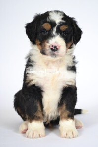 bernedoodles, bernedoodle puppies, bernedoodlees for sale, bernedoodles in canada, tri colour bernedoodles, tri colour, tri colour bernedoodles, tri colour bernedoodles, bernedoodles, bernedoodle breeders, bernedoodle breeders, bernedoodles, bernedoodles, bernedoodles. bernedoodle puppies for sale, berniedoodles, bernadoodles, bernesedoodles, bernedoodles, bernedoodles, bernedoodles, bernedoodle, bernedoodle, bernedoodle, bernedoodle, bernedoodle, bernedoodle puppies, bernedoodle breeders, bernedoodles, bernedoodle puppies, available bernedoodle puppies, available Bernedoodle puppies, tri colour bernedoodle,bernedoodle, bernedoodle, bernedoodle, bernedoodle, bernedoodles, bernedoodle puppies Ontario, bernedoodle, bernedooodle, bernedoodle, bernedoodle, bernedoodle, bernedoodle, bernedoodles, bernedoodle puppies, bernedoodle puppy, bernedoodle breeder in Canada, bernedoodle breeder in Ontario, bernedoodles, bernedoodles for sale, bernedoodles, Willow Brooke Bernedoodles, bernadoodles, available puppies, available Bernedoodle puppies, bernedoodles British Columbia, bernedoodles Alberta, bernedoodles Ontario, bernedoodles Toronto, bernedoodles Quebec, bernedoodles Nova Scotia, bernedoodles Newfoundland, bernedoodles New Brunswick, Bernese mountain dog, labradoodles, goldendoodles, bernedoodles, swiss ridge, swiss ridge kennel, swiss ridge bernedoodles, bernadoodles, berniedoodles, bernedoodles for sale, bernedoodles, bernedoodle, bernedoodle, bernedoodle, bernedoodle, bernedoodle, bernedoodle, bernedoodles, bernedoodles, bernedoodles, bernedoodle, bernedoodle puppy, bernedoodles Toronto, bernedoodles, bernedoodles, bernedoodle, bernedoodles, bernedoodle, bernedoodle, bernedoodle, bernedoodle, bernedoodle, bernedoodle, bernedoodles, bernedoodle, bernedoodles, bernedoodles, bernedoodles, Willow Brooke Bernedoodles, available Bernedoodle puppies, Bernedoodles Canada, bernedoodle, burnadoodle, berniedoodle, bernadoodle, bernadoodle, bernedoodle, bernedoodles, Bernedoodles, Bernese Mountain Dog, Poodle, Standard Poodle, Moyan Poodle, Mini Bernedoodle, Medium Bernedoodle, Standard Bernedoodle, Bernedoodles, bernedoodle, Bernedoodle Canada, bernedoodles bernedoodles bernedoodles, bernedoodles, Willow Brooke Bernedoodles, available bernedoodles, available Bernedoodles, Bernedoodles, bernedoodles, bernedoodle, bernedoodle, bernedoodles, bernedoodle, bernedoodle, bernedoodles, bernedoodle puppy, bernedoodle, bernedoodle, bernedoodles, bernedoodles, bernedoodle, bernedoodle, bernedoodles, bernedoodle puppies, bernedoodle breeder, Ontario bernedoodle puppies, bernedoodles for sale, available bernedoodle puppies, bernedoodle litters, bernedoodles in New York, bernedoodle, bernedoodle puppy, bernedoodle puppies, bernedoodles Ontario, bernedoodle, bernadoodle, bernadoodle, bernedoodles, bernedoodle puppies for sale, puppies for sale, bernedoodle, berniedoodle, bernedoodles in ontario, bernedoodles in Canada