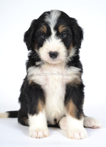 bernedoodles, bernedoodle puppies, bernedoodlees for sale, bernedoodles in canada, tri colour bernedoodles, tri colour, tri colour bernedoodles, tri colour bernedoodles, bernedoodles, bernedoodle breeders, bernedoodle breeders, bernedoodles, bernedoodles, bernedoodles. bernedoodle puppies for sale, berniedoodles, bernadoodles, bernesedoodles, bernedoodles, bernedoodles, bernedoodles, bernedoodle, bernedoodle, bernedoodle, bernedoodle, bernedoodle, bernedoodle puppies, bernedoodle breeders, bernedoodles, bernedoodle puppies, available bernedoodle puppies, available Bernedoodle puppies, tri colour bernedoodle,bernedoodle, bernedoodle, bernedoodle, bernedoodle, bernedoodles, bernedoodle puppies Ontario, bernedoodle, bernedooodle, bernedoodle, bernedoodle, bernedoodle, bernedoodle, bernedoodles, bernedoodle puppies, bernedoodle puppy, bernedoodle breeder in Canada, bernedoodle breeder in Ontario, bernedoodles, bernedoodles for sale, bernedoodles, Willow Brooke Bernedoodles, bernadoodles, available puppies, available Bernedoodle puppies, bernedoodles British Columbia, bernedoodles Alberta, bernedoodles Ontario, bernedoodles Toronto, bernedoodles Quebec, bernedoodles Nova Scotia, bernedoodles Newfoundland, bernedoodles New Brunswick, Bernese mountain dog, labradoodles, goldendoodles, bernedoodles, swiss ridge, swiss ridge kennel, swiss ridge bernedoodles, bernadoodles, berniedoodles, bernedoodles for sale, bernedoodles, bernedoodle, bernedoodle, bernedoodle, bernedoodle, bernedoodle, bernedoodle, bernedoodles, bernedoodles, bernedoodles, bernedoodle, bernedoodle puppy, bernedoodles Toronto, bernedoodles, bernedoodles, bernedoodle, bernedoodles, bernedoodle, bernedoodle, bernedoodle, bernedoodle, bernedoodle, bernedoodle, bernedoodles, bernedoodle, bernedoodles, bernedoodles, bernedoodles, Willow Brooke Bernedoodles, available Bernedoodle puppies, Bernedoodles Canada, bernedoodle, burnadoodle, berniedoodle, bernadoodle, bernadoodle, bernedoodle, bernedoodles, Bernedoodles, Bernese Mountain Dog, Poodle, Standard Poodle, Moyan Poodle, Mini Bernedoodle, Medium Bernedoodle, Standard Bernedoodle, Bernedoodles, bernedoodle, Bernedoodle Canada, bernedoodles bernedoodles bernedoodles, bernedoodles, Willow Brooke Bernedoodles, available bernedoodles, available Bernedoodles, Bernedoodles, bernedoodles, bernedoodle, bernedoodle, bernedoodles, bernedoodle, bernedoodle, bernedoodles, bernedoodle puppy, bernedoodle, bernedoodle, bernedoodles, bernedoodles, bernedoodle, bernedoodle, bernedoodles, bernedoodle puppies, bernedoodle breeder, Ontario bernedoodle puppies, bernedoodles for sale, available bernedoodle puppies, bernedoodle litters, bernedoodles in New York, bernedoodle, bernedoodle puppy, bernedoodle puppies, bernedoodles Ontario, bernedoodle, bernadoodle, bernadoodle, bernedoodles, bernedoodle puppies for sale, puppies for sale, bernedoodle, berniedoodle, bernedoodles in ontario, bernedoodles in Canada