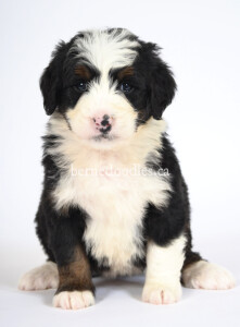 bernedoodles, bernedoodle puppies, bernedoodlees for sale, bernedoodles in canada, tri colour bernedoodles, tri colour, tri colour bernedoodles, tri colour bernedoodles, bernedoodles, bernedoodle breeders, bernedoodle breeders, bernedoodles, bernedoodles, bernedoodles. bernedoodle puppies for sale, berniedoodles, bernadoodles, bernesedoodles, bernedoodles, bernedoodles, bernedoodles, bernedoodle, bernedoodle, bernedoodle, bernedoodle, bernedoodle, bernedoodle puppies, bernedoodle breeders, bernedoodles, bernedoodle puppies, available bernedoodle puppies, available Bernedoodle puppies, tri colour bernedoodle,bernedoodle, bernedoodle, bernedoodle, bernedoodle, bernedoodles, bernedoodle puppies Ontario, bernedoodle, bernedooodle, bernedoodle, bernedoodle, bernedoodle, bernedoodle, bernedoodles, bernedoodle puppies, bernedoodle puppy, bernedoodle breeder in Canada, bernedoodle breeder in Ontario, bernedoodles, bernedoodles for sale, bernedoodles, Willow Brooke Bernedoodles, bernadoodles, available puppies, available Bernedoodle puppies, bernedoodles British Columbia, bernedoodles Alberta, bernedoodles Ontario, bernedoodles Toronto, bernedoodles Quebec, bernedoodles Nova Scotia, bernedoodles Newfoundland, bernedoodles New Brunswick, Bernese mountain dog, labradoodles, goldendoodles, bernedoodles, swiss ridge, swiss ridge kennel, swiss ridge bernedoodles, bernadoodles, berniedoodles, bernedoodles for sale, bernedoodles, bernedoodle, bernedoodle, bernedoodle, bernedoodle, bernedoodle, bernedoodle, bernedoodles, bernedoodles, bernedoodles, bernedoodle, bernedoodle puppy, bernedoodles Toronto, bernedoodles, bernedoodles, bernedoodle, bernedoodles, bernedoodle, bernedoodle, bernedoodle, bernedoodle, bernedoodle, bernedoodle, bernedoodles, bernedoodle, bernedoodles, bernedoodles, bernedoodles, Willow Brooke Bernedoodles, available Bernedoodle puppies, Bernedoodles Canada, bernedoodle, burnadoodle, berniedoodle, bernadoodle, bernadoodle, bernedoodle, bernedoodles, Bernedoodles, Bernese Mountain Dog, Poodle, Standard Poodle, Moyan Poodle, Mini Bernedoodle, Medium Bernedoodle, Standard Bernedoodle, Bernedoodles, bernedoodle, Bernedoodle Canada, bernedoodles bernedoodles bernedoodles, bernedoodles, Willow Brooke Bernedoodles, available bernedoodles, available Bernedoodles, Bernedoodles, bernedoodles, bernedoodle, bernedoodle, bernedoodles, bernedoodle, bernedoodle, bernedoodles, bernedoodle puppy, bernedoodle, bernedoodle, bernedoodles, bernedoodles, bernedoodle, bernedoodle, bernedoodles, bernedoodle puppies, bernedoodle breeder, Ontario bernedoodle puppies, bernedoodles for sale, available bernedoodle puppies, bernedoodle litters, bernedoodles in New York, bernedoodle, bernedoodle puppy, bernedoodle puppies, bernedoodles Ontario, bernedoodle, bernadoodle, bernadoodle, bernedoodles, bernedoodle puppies for sale, puppies for sale, bernedoodle, berniedoodle, bernedoodles in ontario, bernedoodles in Canada