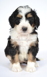 bernedoodles, bernedoodle puppies, bernedoodlees for sale, bernedoodles in canada, tri colour bernedoodles, tri colour, tri colour bernedoodles, tri colour bernedoodles, bernedoodles, bernedoodle breeders, bernedoodle breeders, bernedoodles, bernedoodles, bernedoodles. bernedoodle puppies for sale, berniedoodles, bernadoodles, bernesedoodles, bernedoodles, bernedoodles, bernedoodles, bernedoodle, bernedoodle, bernedoodle, bernedoodle, bernedoodle, bernedoodle puppies, bernedoodle breeders, bernedoodles, bernedoodle puppies, available bernedoodle puppies, available Bernedoodle puppies, tri colour bernedoodle,bernedoodle, bernedoodle, bernedoodle, bernedoodle, bernedoodles, bernedoodle puppies Ontario, bernedoodle, bernedooodle, bernedoodle, bernedoodle, bernedoodle, bernedoodle, bernedoodles, bernedoodle puppies, bernedoodle puppy, bernedoodle breeder in Canada, bernedoodle breeder in Ontario, bernedoodles, bernedoodles for sale, bernedoodles, Willow Brooke Bernedoodles, bernadoodles, available puppies, available Bernedoodle puppies, bernedoodles British Columbia, bernedoodles Alberta, bernedoodles Ontario, bernedoodles Toronto, bernedoodles Quebec, bernedoodles Nova Scotia, bernedoodles Newfoundland, bernedoodles New Brunswick, Bernese mountain dog, labradoodles, goldendoodles, bernedoodles, swiss ridge, swiss ridge kennel, swiss ridge bernedoodles, bernadoodles, berniedoodles, bernedoodles for sale, bernedoodles, bernedoodle, bernedoodle, bernedoodle, bernedoodle, bernedoodle, bernedoodle, bernedoodles, bernedoodles, bernedoodles, bernedoodle, bernedoodle puppy, bernedoodles Toronto, bernedoodles, bernedoodles, bernedoodle, bernedoodles, bernedoodle, bernedoodle, bernedoodle, bernedoodle, bernedoodle, bernedoodle, bernedoodles, bernedoodle, bernedoodles, bernedoodles, bernedoodles, Willow Brooke Bernedoodles, available Bernedoodle puppies, Bernedoodles Canada, bernedoodle, burnadoodle, berniedoodle, bernadoodle, bernadoodle, bernedoodle, bernedoodles, Bernedoodles, Bernese Mountain Dog, Poodle, Standard Poodle, Moyan Poodle, Mini Bernedoodle, Medium Bernedoodle, Standard Bernedoodle, Bernedoodles, bernedoodle, Bernedoodle Canada, bernedoodles bernedoodles bernedoodles, bernedoodles, Willow Brooke Bernedoodles, available bernedoodles, available Bernedoodles, Bernedoodles, bernedoodles, bernedoodle, bernedoodle, bernedoodles, bernedoodle, bernedoodle, bernedoodles, bernedoodle puppy, bernedoodle, bernedoodle, bernedoodles, bernedoodles, bernedoodle, bernedoodle, bernedoodles, bernedoodle puppies, bernedoodle breeder, Ontario bernedoodle puppies, bernedoodles for sale, available bernedoodle puppies, bernedoodle litters, bernedoodles in New York, bernedoodle, bernedoodle puppy, bernedoodle puppies, bernedoodles Ontario, bernedoodle, bernadoodle, bernadoodle, bernedoodles, bernedoodle puppies for sale, puppies for sale, bernedoodle, berniedoodle, bernedoodles in ontario, bernedoodles in Canada