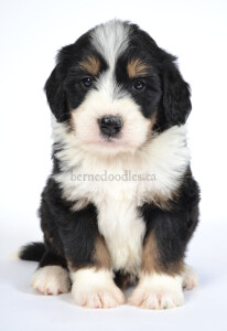 bernedoodles, bernedoodle puppies, bernedoodlees for sale, bernedoodles in canada, tri colour bernedoodles, tri colour, tri colour bernedoodles, tri colour bernedoodles, bernedoodles, bernedoodle breeders, bernedoodle breeders, bernedoodles, bernedoodles, bernedoodles. bernedoodle puppies for sale, berniedoodles, bernadoodles, bernesedoodles, bernedoodles, bernedoodles, bernedoodles, bernedoodle, bernedoodle, bernedoodle, bernedoodle, bernedoodle, bernedoodle puppies, bernedoodle breeders, bernedoodles, bernedoodle puppies, available bernedoodle puppies, available Bernedoodle puppies, tri colour bernedoodle,bernedoodle, bernedoodle, bernedoodle, bernedoodle, bernedoodles, bernedoodle puppies Ontario, bernedoodle, bernedooodle, bernedoodle, bernedoodle, bernedoodle, bernedoodle, bernedoodles, bernedoodle puppies, bernedoodle puppy, bernedoodle breeder in Canada, bernedoodle breeder in Ontario, bernedoodles, bernedoodles for sale, bernedoodles, Willow Brooke Bernedoodles, bernadoodles, available puppies, available Bernedoodle puppies, bernedoodles British Columbia, bernedoodles Alberta, bernedoodles Ontario, bernedoodles Toronto, bernedoodles Quebec, bernedoodles Nova Scotia, bernedoodles Newfoundland, bernedoodles New Brunswick, Bernese mountain dog, labradoodles, goldendoodles, bernedoodles, swiss ridge, swiss ridge kennel, swiss ridge bernedoodles, bernadoodles, berniedoodles, bernedoodles for sale, bernedoodles, bernedoodle, bernedoodle, bernedoodle, bernedoodle, bernedoodle, bernedoodle, bernedoodles, bernedoodles, bernedoodles, bernedoodle, bernedoodle puppy, bernedoodles Toronto, bernedoodles, bernedoodles, bernedoodle, bernedoodles, bernedoodle, bernedoodle, bernedoodle, bernedoodle, bernedoodle, bernedoodle, bernedoodles, bernedoodle, bernedoodles, bernedoodles, bernedoodles, Willow Brooke Bernedoodles, available Bernedoodle puppies, Bernedoodles Canada, bernedoodle, burnadoodle, berniedoodle, bernadoodle, bernadoodle, bernedoodle, bernedoodles, Bernedoodles, Bernese Mountain Dog, Poodle, Standard Poodle, Moyan Poodle, Mini Bernedoodle, Medium Bernedoodle, Standard Bernedoodle, Bernedoodles, bernedoodle, Bernedoodle Canada, bernedoodles bernedoodles bernedoodles, bernedoodles, Willow Brooke Bernedoodles, available bernedoodles, available Bernedoodles, Bernedoodles, bernedoodles, bernedoodle, bernedoodle, bernedoodles, bernedoodle, bernedoodle, bernedoodles, bernedoodle puppy, bernedoodle, bernedoodle, bernedoodles, bernedoodles, bernedoodle, bernedoodle, bernedoodles, bernedoodle puppies, bernedoodle breeder, Ontario bernedoodle puppies, bernedoodles for sale, available bernedoodle puppies, bernedoodle litters, bernedoodles in New York, bernedoodle, bernedoodle puppy, bernedoodle puppies, bernedoodles Ontario, bernedoodle, bernadoodle, bernadoodle, bernedoodles, bernedoodle puppies for sale, puppies for sale, bernedoodle, berniedoodle, bernedoodles in ontario, bernedoodles in Canada