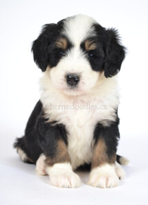 bernedoodles, bernedoodle puppies, bernedoodlees for sale, bernedoodles in canada, tri colour bernedoodles, tri colour, tri colour bernedoodles, tri colour bernedoodles, bernedoodles, bernedoodle breeders, bernedoodle breeders, bernedoodles, bernedoodles, bernedoodles. bernedoodle puppies for sale, berniedoodles, bernadoodles, bernesedoodles, bernedoodles, bernedoodles, bernedoodles, bernedoodle, bernedoodle, bernedoodle, bernedoodle, bernedoodle, bernedoodle puppies, bernedoodle breeders, bernedoodles, bernedoodle puppies, available bernedoodle puppies, available Bernedoodle puppies, tri colour bernedoodle,bernedoodle, bernedoodle, bernedoodle, bernedoodle, bernedoodles, bernedoodle puppies Ontario, bernedoodle, bernedooodle, bernedoodle, bernedoodle, bernedoodle, bernedoodle, bernedoodles, bernedoodle puppies, bernedoodle puppy, bernedoodle breeder in Canada, bernedoodle breeder in Ontario, bernedoodles, bernedoodles for sale, bernedoodles, Willow Brooke Bernedoodles, bernadoodles, available puppies, available Bernedoodle puppies, bernedoodles British Columbia, bernedoodles Alberta, bernedoodles Ontario, bernedoodles Toronto, bernedoodles Quebec, bernedoodles Nova Scotia, bernedoodles Newfoundland, bernedoodles New Brunswick, Bernese mountain dog, labradoodles, goldendoodles, bernedoodles, swiss ridge, swiss ridge kennel, swiss ridge bernedoodles, bernadoodles, berniedoodles, bernedoodles for sale, bernedoodles, bernedoodle, bernedoodle, bernedoodle, bernedoodle, bernedoodle, bernedoodle, bernedoodles, bernedoodles, bernedoodles, bernedoodle, bernedoodle puppy, bernedoodles Toronto, bernedoodles, bernedoodles, bernedoodle, bernedoodles, bernedoodle, bernedoodle, bernedoodle, bernedoodle, bernedoodle, bernedoodle, bernedoodles, bernedoodle, bernedoodles, bernedoodles, bernedoodles, Willow Brooke Bernedoodles, available Bernedoodle puppies, Bernedoodles Canada, bernedoodle, burnadoodle, berniedoodle, bernadoodle, bernadoodle, bernedoodle, bernedoodles, Bernedoodles, Bernese Mountain Dog, Poodle, Standard Poodle, Moyan Poodle, Mini Bernedoodle, Medium Bernedoodle, Standard Bernedoodle, Bernedoodles, bernedoodle, Bernedoodle Canada, bernedoodles bernedoodles bernedoodles, bernedoodles, Willow Brooke Bernedoodles, available bernedoodles, available Bernedoodles, Bernedoodles, bernedoodles, bernedoodle, bernedoodle, bernedoodles, bernedoodle, bernedoodle, bernedoodles, bernedoodle puppy, bernedoodle, bernedoodle, bernedoodles, bernedoodles, bernedoodle, bernedoodle, bernedoodles, bernedoodle puppies, bernedoodle breeder, Ontario bernedoodle puppies, bernedoodles for sale, available bernedoodle puppies, bernedoodle litters, bernedoodles in New York, bernedoodle, bernedoodle puppy, bernedoodle puppies, bernedoodles Ontario, bernedoodle, bernadoodle, bernadoodle, bernedoodles, bernedoodle puppies for sale, puppies for sale, bernedoodle, berniedoodle, bernedoodles in ontario, bernedoodles in Canada