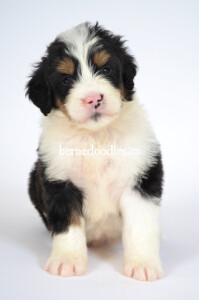 bernedoodles, bernedoodle puppies, bernedoodlees for sale, bernedoodles in canada, tri colour bernedoodles, tri colour, tri colour bernedoodles, tri colour bernedoodles, bernedoodles, bernedoodle breeders, bernedoodle breeders, bernedoodles, bernedoodles, bernedoodles. bernedoodle puppies for sale, berniedoodles, bernadoodles, bernesedoodles, bernedoodles, bernedoodles, bernedoodles, bernedoodle, bernedoodle, bernedoodle, bernedoodle, bernedoodle, bernedoodle puppies, bernedoodle breeders, bernedoodles, bernedoodle puppies, available bernedoodle puppies, available Bernedoodle puppies, tri colour bernedoodle,bernedoodle, bernedoodle, bernedoodle, bernedoodle, bernedoodles, bernedoodle puppies Ontario, bernedoodle, bernedooodle, bernedoodle, bernedoodle, bernedoodle, bernedoodle, bernedoodles, bernedoodle puppies, bernedoodle puppy, bernedoodle breeder in Canada, bernedoodle breeder in Ontario, bernedoodles, bernedoodles for sale, bernedoodles, Willow Brooke Bernedoodles, bernadoodles, available puppies, available Bernedoodle puppies, bernedoodles British Columbia, bernedoodles Alberta, bernedoodles Ontario, bernedoodles Toronto, bernedoodles Quebec, bernedoodles Nova Scotia, bernedoodles Newfoundland, bernedoodles New Brunswick, Bernese mountain dog, labradoodles, goldendoodles, bernedoodles, swiss ridge, swiss ridge kennel, swiss ridge bernedoodles, bernadoodles, berniedoodles, bernedoodles for sale, bernedoodles, bernedoodle, bernedoodle, bernedoodle, bernedoodle, bernedoodle, bernedoodle, bernedoodles, bernedoodles, bernedoodles, bernedoodle, bernedoodle puppy, bernedoodles Toronto, bernedoodles, bernedoodles, bernedoodle, bernedoodles, bernedoodle, bernedoodle, bernedoodle, bernedoodle, bernedoodle, bernedoodle, bernedoodles, bernedoodle, bernedoodles, bernedoodles, bernedoodles, Willow Brooke Bernedoodles, available Bernedoodle puppies, Bernedoodles Canada, bernedoodle, burnadoodle, berniedoodle, bernadoodle, bernadoodle, bernedoodle, bernedoodles, Bernedoodles, Bernese Mountain Dog, Poodle, Standard Poodle, Moyan Poodle, Mini Bernedoodle, Medium Bernedoodle, Standard Bernedoodle, Bernedoodles, bernedoodle, Bernedoodle Canada, bernedoodles bernedoodles bernedoodles, bernedoodles, Willow Brooke Bernedoodles, available bernedoodles, available Bernedoodles, Bernedoodles, bernedoodles, bernedoodle, bernedoodle, bernedoodles, bernedoodle, bernedoodle, bernedoodles, bernedoodle puppy, bernedoodle, bernedoodle, bernedoodles, bernedoodles, bernedoodle, bernedoodle, bernedoodles, bernedoodle puppies, bernedoodle breeder, Ontario bernedoodle puppies, bernedoodles for sale, available bernedoodle puppies, bernedoodle litters, bernedoodles in New York, bernedoodle, bernedoodle puppy, bernedoodle puppies, bernedoodles Ontario, bernedoodle, bernadoodle, bernadoodle, bernedoodles, bernedoodle puppies for sale, puppies for sale, bernedoodle, berniedoodle, bernedoodles in ontario, bernedoodles in Canada