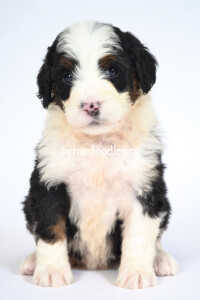 bernedoodles, bernedoodle puppies, bernedoodlees for sale, bernedoodles in canada, tri colour bernedoodles, tri colour, tri colour bernedoodles, tri colour bernedoodles, bernedoodles, bernedoodle breeders, bernedoodle breeders, bernedoodles, bernedoodles, bernedoodles. bernedoodle puppies for sale, berniedoodles, bernadoodles, bernesedoodles, bernedoodles, bernedoodles, bernedoodles, bernedoodle, bernedoodle, bernedoodle, bernedoodle, bernedoodle, bernedoodle puppies, bernedoodle breeders, bernedoodles, bernedoodle puppies, available bernedoodle puppies, available Bernedoodle puppies, tri colour bernedoodle,bernedoodle, bernedoodle, bernedoodle, bernedoodle, bernedoodles, bernedoodle puppies Ontario, bernedoodle, bernedooodle, bernedoodle, bernedoodle, bernedoodle, bernedoodle, bernedoodles, bernedoodle puppies, bernedoodle puppy, bernedoodle breeder in Canada, bernedoodle breeder in Ontario, bernedoodles, bernedoodles for sale, bernedoodles, Willow Brooke Bernedoodles, bernadoodles, available puppies, available Bernedoodle puppies, bernedoodles British Columbia, bernedoodles Alberta, bernedoodles Ontario, bernedoodles Toronto, bernedoodles Quebec, bernedoodles Nova Scotia, bernedoodles Newfoundland, bernedoodles New Brunswick, Bernese mountain dog, labradoodles, goldendoodles, bernedoodles, swiss ridge, swiss ridge kennel, swiss ridge bernedoodles, bernadoodles, berniedoodles, bernedoodles for sale, bernedoodles, bernedoodle, bernedoodle, bernedoodle, bernedoodle, bernedoodle, bernedoodle, bernedoodles, bernedoodles, bernedoodles, bernedoodle, bernedoodle puppy, bernedoodles Toronto, bernedoodles, bernedoodles, bernedoodle, bernedoodles, bernedoodle, bernedoodle, bernedoodle, bernedoodle, bernedoodle, bernedoodle, bernedoodles, bernedoodle, bernedoodles, bernedoodles, bernedoodles, Willow Brooke Bernedoodles, available Bernedoodle puppies, Bernedoodles Canada, bernedoodle, burnadoodle, berniedoodle, bernadoodle, bernadoodle, bernedoodle, bernedoodles, Bernedoodles, Bernese Mountain Dog, Poodle, Standard Poodle, Moyan Poodle, Mini Bernedoodle, Medium Bernedoodle, Standard Bernedoodle, Bernedoodles, bernedoodle, Bernedoodle Canada, bernedoodles bernedoodles bernedoodles, bernedoodles, Willow Brooke Bernedoodles, available bernedoodles, available Bernedoodles, Bernedoodles, bernedoodles, bernedoodle, bernedoodle, bernedoodles, bernedoodle, bernedoodle, bernedoodles, bernedoodle puppy, bernedoodle, bernedoodle, bernedoodles, bernedoodles, bernedoodle, bernedoodle, bernedoodles, bernedoodle puppies, bernedoodle breeder, Ontario bernedoodle puppies, bernedoodles for sale, available bernedoodle puppies, bernedoodle litters, bernedoodles in New York, bernedoodle, bernedoodle puppy, bernedoodle puppies, bernedoodles Ontario, bernedoodle, bernadoodle, bernadoodle, bernedoodles, bernedoodle puppies for sale, puppies for sale, bernedoodle, berniedoodle, bernedoodles in ontario, bernedoodles in Canada