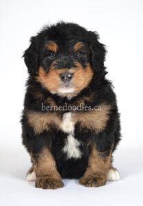 bernedoodles, bernedoodle puppies, bernedoodlees for sale, bernedoodles in canada, tri colour bernedoodles, tri colour, tri colour bernedoodles, tri colour bernedoodles, bernedoodles, bernedoodle breeders, bernedoodle breeders, bernedoodles, bernedoodles, bernedoodles. bernedoodle puppies for sale, berniedoodles, bernadoodles, bernesedoodles, bernedoodles, bernedoodles, bernedoodles, bernedoodle, bernedoodle, bernedoodle, bernedoodle, bernedoodle, bernedoodle puppies, bernedoodle breeders, bernedoodles, bernedoodle puppies, available bernedoodle puppies, available Bernedoodle puppies, tri colour bernedoodle,bernedoodle, bernedoodle, bernedoodle, bernedoodle, bernedoodles, bernedoodle puppies Ontario, bernedoodle, bernedooodle, bernedoodle, bernedoodle, bernedoodle, bernedoodle, bernedoodles, bernedoodle puppies, bernedoodle puppy, bernedoodle breeder in Canada, bernedoodle breeder in Ontario, bernedoodles, bernedoodles for sale, bernedoodles, Willow Brooke Bernedoodles, bernadoodles, available puppies, available Bernedoodle puppies, bernedoodles British Columbia, bernedoodles Alberta, bernedoodles Ontario, bernedoodles Toronto, bernedoodles Quebec, bernedoodles Nova Scotia, bernedoodles Newfoundland, bernedoodles New Brunswick, Bernese mountain dog, labradoodles, goldendoodles, bernedoodles, swiss ridge, swiss ridge kennel, swiss ridge bernedoodles, bernadoodles, berniedoodles, bernedoodles for sale, bernedoodles, bernedoodle, bernedoodle, bernedoodle, bernedoodle, bernedoodle, bernedoodle, bernedoodles, bernedoodles, bernedoodles, bernedoodle, bernedoodle puppy, bernedoodles Toronto, bernedoodles, bernedoodles, bernedoodle, bernedoodles, bernedoodle, bernedoodle, bernedoodle, bernedoodle, bernedoodle, bernedoodle, bernedoodles, bernedoodle, bernedoodles, bernedoodles, bernedoodles, Willow Brooke Bernedoodles, available Bernedoodle puppies, Bernedoodles Canada, bernedoodle, burnadoodle, berniedoodle, bernadoodle, bernadoodle, bernedoodle, bernedoodles, Bernedoodles, Bernese Mountain Dog, Poodle, Standard Poodle, Moyan Poodle, Mini Bernedoodle, Medium Bernedoodle, Standard Bernedoodle, Bernedoodles, bernedoodle, Bernedoodle Canada, bernedoodles bernedoodles bernedoodles, bernedoodles, Willow Brooke Bernedoodles, available bernedoodles, available Bernedoodles, Bernedoodles, bernedoodles, bernedoodle, bernedoodle, bernedoodles, bernedoodle, bernedoodle, bernedoodles, bernedoodle puppy, bernedoodle, bernedoodle, bernedoodles, bernedoodles, bernedoodle, bernedoodle, bernedoodles, bernedoodle puppies, bernedoodle breeder, Ontario bernedoodle puppies, bernedoodles for sale, available bernedoodle puppies, bernedoodle litters, bernedoodles in New York, bernedoodle, bernedoodle puppy, bernedoodle puppies, bernedoodles Ontario, bernedoodle, bernadoodle, bernadoodle, bernedoodles, bernedoodle puppies for sale, puppies for sale, bernedoodle, berniedoodle, bernedoodles in ontario, bernedoodles in Canada