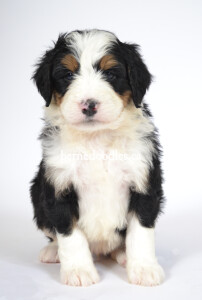 bernedoodles, bernedoodle puppies, bernedoodlees for sale, bernedoodles in canada, tri colour bernedoodles, tri colour, tri colour bernedoodles, tri colour bernedoodles, bernedoodles, bernedoodle breeders, bernedoodle breeders, bernedoodles, bernedoodles, bernedoodles. bernedoodle puppies for sale, berniedoodles, bernadoodles, bernesedoodles, bernedoodles, bernedoodles, bernedoodles, bernedoodle, bernedoodle, bernedoodle, bernedoodle, bernedoodle, bernedoodle puppies, bernedoodle breeders, bernedoodles, bernedoodle puppies, available bernedoodle puppies, available Bernedoodle puppies, tri colour bernedoodle,bernedoodle, bernedoodle, bernedoodle, bernedoodle, bernedoodles, bernedoodle puppies Ontario, bernedoodle, bernedooodle, bernedoodle, bernedoodle, bernedoodle, bernedoodle, bernedoodles, bernedoodle puppies, bernedoodle puppy, bernedoodle breeder in Canada, bernedoodle breeder in Ontario, bernedoodles, bernedoodles for sale, bernedoodles, Willow Brooke Bernedoodles, bernadoodles, available puppies, available Bernedoodle puppies, bernedoodles British Columbia, bernedoodles Alberta, bernedoodles Ontario, bernedoodles Toronto, bernedoodles Quebec, bernedoodles Nova Scotia, bernedoodles Newfoundland, bernedoodles New Brunswick, Bernese mountain dog, labradoodles, goldendoodles, bernedoodles, swiss ridge, swiss ridge kennel, swiss ridge bernedoodles, bernadoodles, berniedoodles, bernedoodles for sale, bernedoodles, bernedoodle, bernedoodle, bernedoodle, bernedoodle, bernedoodle, bernedoodle, bernedoodles, bernedoodles, bernedoodles, bernedoodle, bernedoodle puppy, bernedoodles Toronto, bernedoodles, bernedoodles, bernedoodle, bernedoodles, bernedoodle, bernedoodle, bernedoodle, bernedoodle, bernedoodle, bernedoodle, bernedoodles, bernedoodle, bernedoodles, bernedoodles, bernedoodles, Willow Brooke Bernedoodles, available Bernedoodle puppies, Bernedoodles Canada, bernedoodle, burnadoodle, berniedoodle, bernadoodle, bernadoodle, bernedoodle, bernedoodles, Bernedoodles, Bernese Mountain Dog, Poodle, Standard Poodle, Moyan Poodle, Mini Bernedoodle, Medium Bernedoodle, Standard Bernedoodle, Bernedoodles, bernedoodle, Bernedoodle Canada, bernedoodles bernedoodles bernedoodles, bernedoodles, Willow Brooke Bernedoodles, available bernedoodles, available Bernedoodles, Bernedoodles, bernedoodles, bernedoodle, bernedoodle, bernedoodles, bernedoodle, bernedoodle, bernedoodles, bernedoodle puppy, bernedoodle, bernedoodle, bernedoodles, bernedoodles, bernedoodle, bernedoodle, bernedoodles, bernedoodle puppies, bernedoodle breeder, Ontario bernedoodle puppies, bernedoodles for sale, available bernedoodle puppies, bernedoodle litters, bernedoodles in New York, bernedoodle, bernedoodle puppy, bernedoodle puppies, bernedoodles Ontario, bernedoodle, bernadoodle, bernadoodle, bernedoodles, bernedoodle puppies for sale, puppies for sale, bernedoodle, berniedoodle, bernedoodles in ontario, bernedoodles in Canada