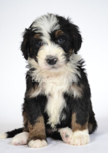 bernedoodles, bernedoodle puppies, bernedoodlees for sale, bernedoodles in canada, tri colour bernedoodles, tri colour, tri colour bernedoodles, tri colour bernedoodles, bernedoodles, bernedoodle breeders, bernedoodle breeders, bernedoodles, bernedoodles, bernedoodles. bernedoodle puppies for sale, berniedoodles, bernadoodles, bernesedoodles, bernedoodles, bernedoodles, bernedoodles, bernedoodle, bernedoodle, bernedoodle, bernedoodle, bernedoodle, bernedoodle puppies, bernedoodle breeders, bernedoodles, bernedoodle puppies, available bernedoodle puppies, available Bernedoodle puppies, tri colour bernedoodle,bernedoodle, bernedoodle, bernedoodle, bernedoodle, bernedoodles, bernedoodle puppies Ontario, bernedoodle, bernedooodle, bernedoodle, bernedoodle, bernedoodle, bernedoodle, bernedoodles, bernedoodle puppies, bernedoodle puppy, bernedoodle breeder in Canada, bernedoodle breeder in Ontario, bernedoodles, bernedoodles for sale, bernedoodles, Willow Brooke Bernedoodles, bernadoodles, available puppies, available Bernedoodle puppies, bernedoodles British Columbia, bernedoodles Alberta, bernedoodles Ontario, bernedoodles Toronto, bernedoodles Quebec, bernedoodles Nova Scotia, bernedoodles Newfoundland, bernedoodles New Brunswick, Bernese mountain dog, labradoodles, goldendoodles, bernedoodles, swiss ridge, swiss ridge kennel, swiss ridge bernedoodles, bernadoodles, berniedoodles, bernedoodles for sale, bernedoodles, bernedoodle, bernedoodle, bernedoodle, bernedoodle, bernedoodle, bernedoodle, bernedoodles, bernedoodles, bernedoodles, bernedoodle, bernedoodle puppy, bernedoodles Toronto, bernedoodles, bernedoodles, bernedoodle, bernedoodles, bernedoodle, bernedoodle, bernedoodle, bernedoodle, bernedoodle, bernedoodle, bernedoodles, bernedoodle, bernedoodles, bernedoodles, bernedoodles, Willow Brooke Bernedoodles, available Bernedoodle puppies, Bernedoodles Canada, bernedoodle, burnadoodle, berniedoodle, bernadoodle, bernadoodle, bernedoodle, bernedoodles, Bernedoodles, Bernese Mountain Dog, Poodle, Standard Poodle, Moyan Poodle, Mini Bernedoodle, Medium Bernedoodle, Standard Bernedoodle, Bernedoodles, bernedoodle, Bernedoodle Canada, bernedoodles bernedoodles bernedoodles, bernedoodles, Willow Brooke Bernedoodles, available bernedoodles, available Bernedoodles, Bernedoodles, bernedoodles, bernedoodle, bernedoodle, bernedoodles, bernedoodle, bernedoodle, bernedoodles, bernedoodle puppy, bernedoodle, bernedoodle, bernedoodles, bernedoodles, bernedoodle, bernedoodle, bernedoodles, bernedoodle puppies, bernedoodle breeder, Ontario bernedoodle puppies, bernedoodles for sale, available bernedoodle puppies, bernedoodle litters, bernedoodles in New York, bernedoodle, bernedoodle puppy, bernedoodle puppies, bernedoodles Ontario, bernedoodle, bernadoodle, bernadoodle, bernedoodles, bernedoodle puppies for sale, puppies for sale, bernedoodle, berniedoodle, bernedoodles in ontario, bernedoodles in Canada