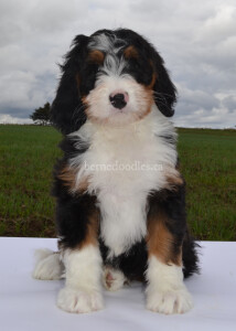 bernedoodles, bernedoodle puppies, bernedoodlees for sale, bernedoodles in canada, tri colour bernedoodles, tri colour, tri colour bernedoodles, tri colour bernedoodles, bernedoodles, bernedoodle breeders, bernedoodle breeders, bernedoodles, bernedoodles, bernedoodles. bernedoodle puppies for sale, berniedoodles, bernadoodles, bernesedoodles, bernedoodles, bernedoodles, bernedoodles, bernedoodle, bernedoodle, bernedoodle, bernedoodle, bernedoodle, bernedoodle puppies, bernedoodle breeders, bernedoodles, bernedoodle puppies, available bernedoodle puppies, available Bernedoodle puppies, tri colour bernedoodle,bernedoodle, bernedoodle, bernedoodle, bernedoodle, bernedoodles, bernedoodle puppies Ontario, bernedoodle, bernedooodle, bernedoodle, bernedoodle, bernedoodle, bernedoodle, bernedoodles, bernedoodle puppies, bernedoodle puppy, bernedoodle breeder in Canada, bernedoodle breeder in Ontario, bernedoodles, bernedoodles for sale,  bernedoodles, Willow Brooke Bernedoodles, bernadoodles, available puppies, available Bernedoodle puppies, bernedoodles British Columbia, bernedoodles Alberta, bernedoodles Ontario, bernedoodles Toronto, bernedoodles Quebec, bernedoodles Nova Scotia, bernedoodles Newfoundland, bernedoodles New Brunswick, Bernese mountain dog, labradoodles, goldendoodles, bernedoodles, swiss ridge, swiss ridge kennel, swiss ridge bernedoodles, bernadoodles, berniedoodles, bernedoodles for sale, bernedoodles, bernedoodle, bernedoodle, bernedoodle, bernedoodle, bernedoodle, bernedoodle, bernedoodles, bernedoodles, bernedoodles, bernedoodle, bernedoodle puppy, bernedoodles Toronto, bernedoodles, bernedoodles, bernedoodle, bernedoodles, bernedoodle, bernedoodle, bernedoodle, bernedoodle, bernedoodle, bernedoodle, bernedoodles, bernedoodle, bernedoodles, bernedoodles, bernedoodles, Willow Brooke Bernedoodles, available Bernedoodle puppies, Bernedoodles Canada, bernedoodle, burnadoodle, berniedoodle, bernadoodle, bernadoodle, bernedoodle, bernedoodles, Bernedoodles, Bernese Mountain Dog, Poodle, Standard Poodle, Moyan Poodle, Mini Bernedoodle, Medium Bernedoodle, Standard Bernedoodle, Bernedoodles, bernedoodle, Bernedoodle Canada, bernedoodles bernedoodles bernedoodles, bernedoodles, Willow Brooke Bernedoodles, available bernedoodles, available Bernedoodles, Bernedoodles, bernedoodles, bernedoodle, bernedoodle, bernedoodles, bernedoodle, bernedoodle, bernedoodles, bernedoodle puppy, bernedoodle, bernedoodle, bernedoodles, bernedoodles, bernedoodle, bernedoodle, bernedoodles, bernedoodle puppies, bernedoodle breeder, Ontario bernedoodle puppies, bernedoodles for sale, available bernedoodle puppies, bernedoodle litters, bernedoodles in New York, bernedoodle, bernedoodle puppy, bernedoodle puppies, bernedoodles Ontario, bernedoodle, bernadoodle, bernadoodle, bernedoodles, bernedoodle puppies for sale, puppies for sale, bernedoodle, berniedoodle, bernedoodles in ontario, bernedoodles in Canada