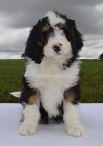 bernedoodles, bernedoodle puppies, bernedoodlees for sale, bernedoodles in canada, tri colour bernedoodles, tri colour, tri colour bernedoodles, tri colour bernedoodles, bernedoodles, bernedoodle breeders, bernedoodle breeders, bernedoodles, bernedoodles, bernedoodles. bernedoodle puppies for sale, berniedoodles, bernadoodles, bernesedoodles, bernedoodles, bernedoodles, bernedoodles, bernedoodle, bernedoodle, bernedoodle, bernedoodle, bernedoodle, bernedoodle puppies, bernedoodle breeders, bernedoodles, bernedoodle puppies, available bernedoodle puppies, available Bernedoodle puppies, tri colour bernedoodle,bernedoodle, bernedoodle, bernedoodle, bernedoodle, bernedoodles, bernedoodle puppies Ontario, bernedoodle, bernedooodle, bernedoodle, bernedoodle, bernedoodle, bernedoodle, bernedoodles, bernedoodle puppies, bernedoodle puppy, bernedoodle breeder in Canada, bernedoodle breeder in Ontario, bernedoodles, bernedoodles for sale,  bernedoodles, Willow Brooke Bernedoodles, bernadoodles, available puppies, available Bernedoodle puppies, bernedoodles British Columbia, bernedoodles Alberta, bernedoodles Ontario, bernedoodles Toronto, bernedoodles Quebec, bernedoodles Nova Scotia, bernedoodles Newfoundland, bernedoodles New Brunswick, Bernese mountain dog, labradoodles, goldendoodles, bernedoodles, swiss ridge, swiss ridge kennel, swiss ridge bernedoodles, bernadoodles, berniedoodles, bernedoodles for sale, bernedoodles, bernedoodle, bernedoodle, bernedoodle, bernedoodle, bernedoodle, bernedoodle, bernedoodles, bernedoodles, bernedoodles, bernedoodle, bernedoodle puppy, bernedoodles Toronto, bernedoodles, bernedoodles, bernedoodle, bernedoodles, bernedoodle, bernedoodle, bernedoodle, bernedoodle, bernedoodle, bernedoodle, bernedoodles, bernedoodle, bernedoodles, bernedoodles, bernedoodles, Willow Brooke Bernedoodles, available Bernedoodle puppies, Bernedoodles Canada, bernedoodle, burnadoodle, berniedoodle, bernadoodle, bernadoodle, bernedoodle, bernedoodles, Bernedoodles, Bernese Mountain Dog, Poodle, Standard Poodle, Moyan Poodle, Mini Bernedoodle, Medium Bernedoodle, Standard Bernedoodle, Bernedoodles, bernedoodle, Bernedoodle Canada, bernedoodles bernedoodles bernedoodles, bernedoodles, Willow Brooke Bernedoodles, available bernedoodles, available Bernedoodles, Bernedoodles, bernedoodles, bernedoodle, bernedoodle, bernedoodles, bernedoodle, bernedoodle, bernedoodles, bernedoodle puppy, bernedoodle, bernedoodle, bernedoodles, bernedoodles, bernedoodle, bernedoodle, bernedoodles, bernedoodle puppies, bernedoodle breeder, Ontario bernedoodle puppies, bernedoodles for sale, available bernedoodle puppies, bernedoodle litters, bernedoodles in New York, bernedoodle, bernedoodle puppy, bernedoodle puppies, bernedoodles Ontario, bernedoodle, bernadoodle, bernadoodle, bernedoodles, bernedoodle puppies for sale, puppies for sale, bernedoodle, berniedoodle, bernedoodles in ontario, bernedoodles in Canada