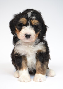 bernedoodles, bernedoodle puppies, bernedoodlees for sale, bernedoodles in canada, tri colour bernedoodles, tri colour, tri colour bernedoodles, tri colour bernedoodles, bernedoodles, bernedoodle breeders, bernedoodle breeders, bernedoodles, bernedoodles, bernedoodles. bernedoodle puppies for sale, berniedoodles, bernadoodles, bernesedoodles, bernedoodles, bernedoodles, bernedoodles, bernedoodle, bernedoodle, bernedoodle, bernedoodle, bernedoodle, bernedoodle puppies, bernedoodle breeders, bernedoodles, bernedoodle puppies, available bernedoodle puppies, available Bernedoodle puppies, tri colour bernedoodle,bernedoodle, bernedoodle, bernedoodle, bernedoodle, bernedoodles, bernedoodle puppies Ontario, bernedoodle, bernedooodle, bernedoodle, bernedoodle, bernedoodle, bernedoodle, bernedoodles, bernedoodle puppies, bernedoodle puppy, bernedoodle breeder in Canada, bernedoodle breeder in Ontario, bernedoodles, bernedoodles for sale, bernedoodles, Willow Brooke Bernedoodles, bernadoodles, available puppies, available Bernedoodle puppies, bernedoodles British Columbia, bernedoodles Alberta, bernedoodles Ontario, bernedoodles Toronto, bernedoodles Quebec, bernedoodles Nova Scotia, bernedoodles Newfoundland, bernedoodles New Brunswick, Bernese mountain dog, labradoodles, goldendoodles, bernedoodles, swiss ridge, swiss ridge kennel, swiss ridge bernedoodles, bernadoodles, berniedoodles, bernedoodles for sale, bernedoodles, bernedoodle, bernedoodle, bernedoodle, bernedoodle, bernedoodle, bernedoodle, bernedoodles, bernedoodles, bernedoodles, bernedoodle, bernedoodle puppy, bernedoodles Toronto, bernedoodles, bernedoodles, bernedoodle, bernedoodles, bernedoodle, bernedoodle, bernedoodle, bernedoodle, bernedoodle, bernedoodle, bernedoodles, bernedoodle, bernedoodles, bernedoodles, bernedoodles, Willow Brooke Bernedoodles, available Bernedoodle puppies, Bernedoodles Canada, bernedoodle, burnadoodle, berniedoodle, bernadoodle, bernadoodle, bernedoodle, bernedoodles, Bernedoodles, Bernese Mountain Dog, Poodle, Standard Poodle, Moyan Poodle, Mini Bernedoodle, Medium Bernedoodle, Standard Bernedoodle, Bernedoodles, bernedoodle, Bernedoodle Canada, bernedoodles bernedoodles bernedoodles, bernedoodles, Willow Brooke Bernedoodles, available bernedoodles, available Bernedoodles, Bernedoodles, bernedoodles, bernedoodle, bernedoodle, bernedoodles, bernedoodle, bernedoodle, bernedoodles, bernedoodle puppy, bernedoodle, bernedoodle, bernedoodles, bernedoodles, bernedoodle, bernedoodle, bernedoodles, bernedoodle puppies, bernedoodle breeder, Ontario bernedoodle puppies, bernedoodles for sale, available bernedoodle puppies, bernedoodle litters, bernedoodles in New York, bernedoodle, bernedoodle puppy, bernedoodle puppies, bernedoodles Ontario, bernedoodle, bernadoodle, bernadoodle, bernedoodles, bernedoodle puppies for sale, puppies for sale, bernedoodle, berniedoodle, bernedoodles in ontario, bernedoodles in Canada