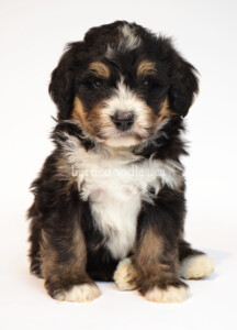 bernedoodles, bernedoodle puppies, bernedoodlees for sale, bernedoodles in canada, tri colour bernedoodles, tri colour, tri colour bernedoodles, tri colour bernedoodles, bernedoodles, bernedoodle breeders, bernedoodle breeders, bernedoodles, bernedoodles, bernedoodles. bernedoodle puppies for sale, berniedoodles, bernadoodles, bernesedoodles, bernedoodles, bernedoodles, bernedoodles, bernedoodle, bernedoodle, bernedoodle, bernedoodle, bernedoodle, bernedoodle puppies, bernedoodle breeders, bernedoodles, bernedoodle puppies, available bernedoodle puppies, available Bernedoodle puppies, tri colour bernedoodle,bernedoodle, bernedoodle, bernedoodle, bernedoodle, bernedoodles, bernedoodle puppies Ontario, bernedoodle, bernedooodle, bernedoodle, bernedoodle, bernedoodle, bernedoodle, bernedoodles, bernedoodle puppies, bernedoodle puppy, bernedoodle breeder in Canada, bernedoodle breeder in Ontario, bernedoodles, bernedoodles for sale, bernedoodles, Willow Brooke Bernedoodles, bernadoodles, available puppies, available Bernedoodle puppies, bernedoodles British Columbia, bernedoodles Alberta, bernedoodles Ontario, bernedoodles Toronto, bernedoodles Quebec, bernedoodles Nova Scotia, bernedoodles Newfoundland, bernedoodles New Brunswick, Bernese mountain dog, labradoodles, goldendoodles, bernedoodles, swiss ridge, swiss ridge kennel, swiss ridge bernedoodles, bernadoodles, berniedoodles, bernedoodles for sale, bernedoodles, bernedoodle, bernedoodle, bernedoodle, bernedoodle, bernedoodle, bernedoodle, bernedoodles, bernedoodles, bernedoodles, bernedoodle, bernedoodle puppy, bernedoodles Toronto, bernedoodles, bernedoodles, bernedoodle, bernedoodles, bernedoodle, bernedoodle, bernedoodle, bernedoodle, bernedoodle, bernedoodle, bernedoodles, bernedoodle, bernedoodles, bernedoodles, bernedoodles, Willow Brooke Bernedoodles, available Bernedoodle puppies, Bernedoodles Canada, bernedoodle, burnadoodle, berniedoodle, bernadoodle, bernadoodle, bernedoodle, bernedoodles, Bernedoodles, Bernese Mountain Dog, Poodle, Standard Poodle, Moyan Poodle, Mini Bernedoodle, Medium Bernedoodle, Standard Bernedoodle, Bernedoodles, bernedoodle, Bernedoodle Canada, bernedoodles bernedoodles bernedoodles, bernedoodles, Willow Brooke Bernedoodles, available bernedoodles, available Bernedoodles, Bernedoodles, bernedoodles, bernedoodle, bernedoodle, bernedoodles, bernedoodle, bernedoodle, bernedoodles, bernedoodle puppy, bernedoodle, bernedoodle, bernedoodles, bernedoodles, bernedoodle, bernedoodle, bernedoodles, bernedoodle puppies, bernedoodle breeder, Ontario bernedoodle puppies, bernedoodles for sale, available bernedoodle puppies, bernedoodle litters, bernedoodles in New York, bernedoodle, bernedoodle puppy, bernedoodle puppies, bernedoodles Ontario, bernedoodle, bernadoodle, bernadoodle, bernedoodles, bernedoodle puppies for sale, puppies for sale, bernedoodle, berniedoodle, bernedoodles in ontario, bernedoodles in Canada