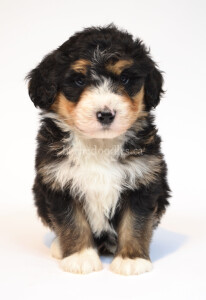 bernedoodles, bernedoodle puppies, bernedoodlees for sale, bernedoodles in canada, tri colour bernedoodles, tri colour, tri colour bernedoodles, tri colour bernedoodles, bernedoodles, bernedoodle breeders, bernedoodle breeders, bernedoodles, bernedoodles, bernedoodles. bernedoodle puppies for sale, berniedoodles, bernadoodles, bernesedoodles, bernedoodles, bernedoodles, bernedoodles, bernedoodle, bernedoodle, bernedoodle, bernedoodle, bernedoodle, bernedoodle puppies, bernedoodle breeders, bernedoodles, bernedoodle puppies, available bernedoodle puppies, available Bernedoodle puppies, tri colour bernedoodle,bernedoodle, bernedoodle, bernedoodle, bernedoodle, bernedoodles, bernedoodle puppies Ontario, bernedoodle, bernedooodle, bernedoodle, bernedoodle, bernedoodle, bernedoodle, bernedoodles, bernedoodle puppies, bernedoodle puppy, bernedoodle breeder in Canada, bernedoodle breeder in Ontario, bernedoodles, bernedoodles for sale, bernedoodles, Willow Brooke Bernedoodles, bernadoodles, available puppies, available Bernedoodle puppies, bernedoodles British Columbia, bernedoodles Alberta, bernedoodles Ontario, bernedoodles Toronto, bernedoodles Quebec, bernedoodles Nova Scotia, bernedoodles Newfoundland, bernedoodles New Brunswick, Bernese mountain dog, labradoodles, goldendoodles, bernedoodles, swiss ridge, swiss ridge kennel, swiss ridge bernedoodles, bernadoodles, berniedoodles, bernedoodles for sale, bernedoodles, bernedoodle, bernedoodle, bernedoodle, bernedoodle, bernedoodle, bernedoodle, bernedoodles, bernedoodles, bernedoodles, bernedoodle, bernedoodle puppy, bernedoodles Toronto, bernedoodles, bernedoodles, bernedoodle, bernedoodles, bernedoodle, bernedoodle, bernedoodle, bernedoodle, bernedoodle, bernedoodle, bernedoodles, bernedoodle, bernedoodles, bernedoodles, bernedoodles, Willow Brooke Bernedoodles, available Bernedoodle puppies, Bernedoodles Canada, bernedoodle, burnadoodle, berniedoodle, bernadoodle, bernadoodle, bernedoodle, bernedoodles, Bernedoodles, Bernese Mountain Dog, Poodle, Standard Poodle, Moyan Poodle, Mini Bernedoodle, Medium Bernedoodle, Standard Bernedoodle, Bernedoodles, bernedoodle, Bernedoodle Canada, bernedoodles bernedoodles bernedoodles, bernedoodles, Willow Brooke Bernedoodles, available bernedoodles, available Bernedoodles, Bernedoodles, bernedoodles, bernedoodle, bernedoodle, bernedoodles, bernedoodle, bernedoodle, bernedoodles, bernedoodle puppy, bernedoodle, bernedoodle, bernedoodles, bernedoodles, bernedoodle, bernedoodle, bernedoodles, bernedoodle puppies, bernedoodle breeder, Ontario bernedoodle puppies, bernedoodles for sale, available bernedoodle puppies, bernedoodle litters, bernedoodles in New York, bernedoodle, bernedoodle puppy, bernedoodle puppies, bernedoodles Ontario, bernedoodle, bernadoodle, bernadoodle, bernedoodles, bernedoodle puppies for sale, puppies for sale, bernedoodle, berniedoodle, bernedoodles in ontario, bernedoodles in Canada