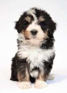 bernedoodles, bernedoodle puppies, bernedoodlees for sale, bernedoodles in canada, tri colour bernedoodles, tri colour, tri colour bernedoodles, tri colour bernedoodles, bernedoodles, bernedoodle breeders, bernedoodle breeders, bernedoodles, bernedoodles, bernedoodles. bernedoodle puppies for sale, berniedoodles, bernadoodles, bernesedoodles, bernedoodles, bernedoodles, bernedoodles, bernedoodle, bernedoodle, bernedoodle, bernedoodle, bernedoodle, bernedoodle puppies, bernedoodle breeders, bernedoodles, bernedoodle puppies, available bernedoodle puppies, available Bernedoodle puppies, tri colour bernedoodle,bernedoodle, bernedoodle, bernedoodle, bernedoodle, bernedoodles, bernedoodle puppies Ontario, bernedoodle, bernedooodle, bernedoodle, bernedoodle, bernedoodle, bernedoodle, bernedoodles, bernedoodle puppies, bernedoodle puppy, bernedoodle breeder in Canada, bernedoodle breeder in Ontario, bernedoodles, bernedoodles for sale, bernedoodles, Willow Brooke Bernedoodles, bernadoodles, available puppies, available Bernedoodle puppies, bernedoodles British Columbia, bernedoodles Alberta, bernedoodles Ontario, bernedoodles Toronto, bernedoodles Quebec, bernedoodles Nova Scotia, bernedoodles Newfoundland, bernedoodles New Brunswick, Bernese mountain dog, labradoodles, goldendoodles, bernedoodles, swiss ridge, swiss ridge kennel, swiss ridge bernedoodles, bernadoodles, berniedoodles, bernedoodles for sale, bernedoodles, bernedoodle, bernedoodle, bernedoodle, bernedoodle, bernedoodle, bernedoodle, bernedoodles, bernedoodles, bernedoodles, bernedoodle, bernedoodle puppy, bernedoodles Toronto, bernedoodles, bernedoodles, bernedoodle, bernedoodles, bernedoodle, bernedoodle, bernedoodle, bernedoodle, bernedoodle, bernedoodle, bernedoodles, bernedoodle, bernedoodles, bernedoodles, bernedoodles, Willow Brooke Bernedoodles, available Bernedoodle puppies, Bernedoodles Canada, bernedoodle, burnadoodle, berniedoodle, bernadoodle, bernadoodle, bernedoodle, bernedoodles, Bernedoodles, Bernese Mountain Dog, Poodle, Standard Poodle, Moyan Poodle, Mini Bernedoodle, Medium Bernedoodle, Standard Bernedoodle, Bernedoodles, bernedoodle, Bernedoodle Canada, bernedoodles bernedoodles bernedoodles, bernedoodles, Willow Brooke Bernedoodles, available bernedoodles, available Bernedoodles, Bernedoodles, bernedoodles, bernedoodle, bernedoodle, bernedoodles, bernedoodle, bernedoodle, bernedoodles, bernedoodle puppy, bernedoodle, bernedoodle, bernedoodles, bernedoodles, bernedoodle, bernedoodle, bernedoodles, bernedoodle puppies, bernedoodle breeder, Ontario bernedoodle puppies, bernedoodles for sale, available bernedoodle puppies, bernedoodle litters, bernedoodles in New York, bernedoodle, bernedoodle puppy, bernedoodle puppies, bernedoodles Ontario, bernedoodle, bernadoodle, bernadoodle, bernedoodles, bernedoodle puppies for sale, puppies for sale, bernedoodle, berniedoodle, bernedoodles in ontario, bernedoodles in Canada