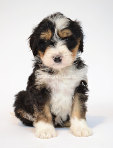 bernedoodles, bernedoodle puppies, bernedoodlees for sale, bernedoodles in canada, tri colour bernedoodles, tri colour, tri colour bernedoodles, tri colour bernedoodles, bernedoodles, bernedoodle breeders, bernedoodle breeders, bernedoodles, bernedoodles, bernedoodles. bernedoodle puppies for sale, berniedoodles, bernadoodles, bernesedoodles, bernedoodles, bernedoodles, bernedoodles, bernedoodle, bernedoodle, bernedoodle, bernedoodle, bernedoodle, bernedoodle puppies, bernedoodle breeders, bernedoodles, bernedoodle puppies, available bernedoodle puppies, available Bernedoodle puppies, tri colour bernedoodle,bernedoodle, bernedoodle, bernedoodle, bernedoodle, bernedoodles, bernedoodle puppies Ontario, bernedoodle, bernedooodle, bernedoodle, bernedoodle, bernedoodle, bernedoodle, bernedoodles, bernedoodle puppies, bernedoodle puppy, bernedoodle breeder in Canada, bernedoodle breeder in Ontario, bernedoodles, bernedoodles for sale, bernedoodles, Willow Brooke Bernedoodles, bernadoodles, available puppies, available Bernedoodle puppies, bernedoodles British Columbia, bernedoodles Alberta, bernedoodles Ontario, bernedoodles Toronto, bernedoodles Quebec, bernedoodles Nova Scotia, bernedoodles Newfoundland, bernedoodles New Brunswick, Bernese mountain dog, labradoodles, goldendoodles, bernedoodles, swiss ridge, swiss ridge kennel, swiss ridge bernedoodles, bernadoodles, berniedoodles, bernedoodles for sale, bernedoodles, bernedoodle, bernedoodle, bernedoodle, bernedoodle, bernedoodle, bernedoodle, bernedoodles, bernedoodles, bernedoodles, bernedoodle, bernedoodle puppy, bernedoodles Toronto, bernedoodles, bernedoodles, bernedoodle, bernedoodles, bernedoodle, bernedoodle, bernedoodle, bernedoodle, bernedoodle, bernedoodle, bernedoodles, bernedoodle, bernedoodles, bernedoodles, bernedoodles, Willow Brooke Bernedoodles, available Bernedoodle puppies, Bernedoodles Canada, bernedoodle, burnadoodle, berniedoodle, bernadoodle, bernadoodle, bernedoodle, bernedoodles, Bernedoodles, Bernese Mountain Dog, Poodle, Standard Poodle, Moyan Poodle, Mini Bernedoodle, Medium Bernedoodle, Standard Bernedoodle, Bernedoodles, bernedoodle, Bernedoodle Canada, bernedoodles bernedoodles bernedoodles, bernedoodles, Willow Brooke Bernedoodles, available bernedoodles, available Bernedoodles, Bernedoodles, bernedoodles, bernedoodle, bernedoodle, bernedoodles, bernedoodle, bernedoodle, bernedoodles, bernedoodle puppy, bernedoodle, bernedoodle, bernedoodles, bernedoodles, bernedoodle, bernedoodle, bernedoodles, bernedoodle puppies, bernedoodle breeder, Ontario bernedoodle puppies, bernedoodles for sale, available bernedoodle puppies, bernedoodle litters, bernedoodles in New York, bernedoodle, bernedoodle puppy, bernedoodle puppies, bernedoodles Ontario, bernedoodle, bernadoodle, bernadoodle, bernedoodles, bernedoodle puppies for sale, puppies for sale, bernedoodle, berniedoodle, bernedoodles in ontario, bernedoodles in Canada