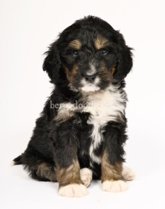 bernedoodles, bernedoodle puppies, bernedoodlees for sale, bernedoodles in canada, tri colour bernedoodles, tri colour, tri colour bernedoodles, tri colour bernedoodles, bernedoodles, bernedoodle breeders, bernedoodle breeders, bernedoodles, bernedoodles, bernedoodles. bernedoodle puppies for sale, berniedoodles, bernadoodles, bernesedoodles, bernedoodles, bernedoodles, bernedoodles, bernedoodle, bernedoodle, bernedoodle, bernedoodle, bernedoodle, bernedoodle puppies, bernedoodle breeders, bernedoodles, bernedoodle puppies, available bernedoodle puppies, available Bernedoodle puppies, tri colour bernedoodle,bernedoodle, bernedoodle, bernedoodle, bernedoodle, bernedoodles, bernedoodle puppies Ontario, bernedoodle, bernedooodle, bernedoodle, bernedoodle, bernedoodle, bernedoodle, bernedoodles, bernedoodle puppies, bernedoodle puppy, bernedoodle breeder in Canada, bernedoodle breeder in Ontario, bernedoodles, bernedoodles for sale, bernedoodles, Willow Brooke Bernedoodles, bernadoodles, available puppies, available Bernedoodle puppies, bernedoodles British Columbia, bernedoodles Alberta, bernedoodles Ontario, bernedoodles Toronto, bernedoodles Quebec, bernedoodles Nova Scotia, bernedoodles Newfoundland, bernedoodles New Brunswick, Bernese mountain dog, labradoodles, goldendoodles, bernedoodles, swiss ridge, swiss ridge kennel, swiss ridge bernedoodles, bernadoodles, berniedoodles, bernedoodles for sale, bernedoodles, bernedoodle, bernedoodle, bernedoodle, bernedoodle, bernedoodle, bernedoodle, bernedoodles, bernedoodles, bernedoodles, bernedoodle, bernedoodle puppy, bernedoodles Toronto, bernedoodles, bernedoodles, bernedoodle, bernedoodles, bernedoodle, bernedoodle, bernedoodle, bernedoodle, bernedoodle, bernedoodle, bernedoodles, bernedoodle, bernedoodles, bernedoodles, bernedoodles, Willow Brooke Bernedoodles, available Bernedoodle puppies, Bernedoodles Canada, bernedoodle, burnadoodle, berniedoodle, bernadoodle, bernadoodle, bernedoodle, bernedoodles, Bernedoodles, Bernese Mountain Dog, Poodle, Standard Poodle, Moyan Poodle, Mini Bernedoodle, Medium Bernedoodle, Standard Bernedoodle, Bernedoodles, bernedoodle, Bernedoodle Canada, bernedoodles bernedoodles bernedoodles, bernedoodles, Willow Brooke Bernedoodles, available bernedoodles, available Bernedoodles, Bernedoodles, bernedoodles, bernedoodle, bernedoodle, bernedoodles, bernedoodle, bernedoodle, bernedoodles, bernedoodle puppy, bernedoodle, bernedoodle, bernedoodles, bernedoodles, bernedoodle, bernedoodle, bernedoodles, bernedoodle puppies, bernedoodle breeder, Ontario bernedoodle puppies, bernedoodles for sale, available bernedoodle puppies, bernedoodle litters, bernedoodles in New York, bernedoodle, bernedoodle puppy, bernedoodle puppies, bernedoodles Ontario, bernedoodle, bernadoodle, bernadoodle, bernedoodles, bernedoodle puppies for sale, puppies for sale, bernedoodle, berniedoodle, bernedoodles in ontario, bernedoodles in Canada