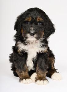 bernedoodles, bernedoodle puppies, bernedoodlees for sale, bernedoodles in canada, tri colour bernedoodles, tri colour, tri colour bernedoodles, tri colour bernedoodles, bernedoodles, bernedoodle breeders, bernedoodle breeders, bernedoodles, bernedoodles, bernedoodles. bernedoodle puppies for sale, berniedoodles, bernadoodles, bernesedoodles, bernedoodles, bernedoodles, bernedoodles, bernedoodle, bernedoodle, bernedoodle, bernedoodle, bernedoodle, bernedoodle puppies, bernedoodle breeders, bernedoodles, bernedoodle puppies, available bernedoodle puppies, available Bernedoodle puppies, tri colour bernedoodle,bernedoodle, bernedoodle, bernedoodle, bernedoodle, bernedoodles, bernedoodle puppies Ontario, bernedoodle, bernedooodle, bernedoodle, bernedoodle, bernedoodle, bernedoodle, bernedoodles, bernedoodle puppies, bernedoodle puppy, bernedoodle breeder in Canada, bernedoodle breeder in Ontario, bernedoodles, bernedoodles for sale, bernedoodles, Willow Brooke Bernedoodles, bernadoodles, available puppies, available Bernedoodle puppies, bernedoodles British Columbia, bernedoodles Alberta, bernedoodles Ontario, bernedoodles Toronto, bernedoodles Quebec, bernedoodles Nova Scotia, bernedoodles Newfoundland, bernedoodles New Brunswick, Bernese mountain dog, labradoodles, goldendoodles, bernedoodles, swiss ridge, swiss ridge kennel, swiss ridge bernedoodles, bernadoodles, berniedoodles, bernedoodles for sale, bernedoodles, bernedoodle, bernedoodle, bernedoodle, bernedoodle, bernedoodle, bernedoodle, bernedoodles, bernedoodles, bernedoodles, bernedoodle, bernedoodle puppy, bernedoodles Toronto, bernedoodles, bernedoodles, bernedoodle, bernedoodles, bernedoodle, bernedoodle, bernedoodle, bernedoodle, bernedoodle, bernedoodle, bernedoodles, bernedoodle, bernedoodles, bernedoodles, bernedoodles, Willow Brooke Bernedoodles, available Bernedoodle puppies, Bernedoodles Canada, bernedoodle, burnadoodle, berniedoodle, bernadoodle, bernadoodle, bernedoodle, bernedoodles, Bernedoodles, Bernese Mountain Dog, Poodle, Standard Poodle, Moyan Poodle, Mini Bernedoodle, Medium Bernedoodle, Standard Bernedoodle, Bernedoodles, bernedoodle, Bernedoodle Canada, bernedoodles bernedoodles bernedoodles, bernedoodles, Willow Brooke Bernedoodles, available bernedoodles, available Bernedoodles, Bernedoodles, bernedoodles, bernedoodle, bernedoodle, bernedoodles, bernedoodle, bernedoodle, bernedoodles, bernedoodle puppy, bernedoodle, bernedoodle, bernedoodles, bernedoodles, bernedoodle, bernedoodle, bernedoodles, bernedoodle puppies, bernedoodle breeder, Ontario bernedoodle puppies, bernedoodles for sale, available bernedoodle puppies, bernedoodle litters, bernedoodles in New York, bernedoodle, bernedoodle puppy, bernedoodle puppies, bernedoodles Ontario, bernedoodle, bernadoodle, bernadoodle, bernedoodles, bernedoodle puppies for sale, puppies for sale, bernedoodle, berniedoodle, bernedoodles in ontario, bernedoodles in Canada