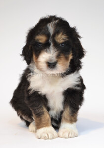 bernedoodles, bernedoodle puppies, bernedoodlees for sale, bernedoodles in canada, tri colour bernedoodles, tri colour, tri colour bernedoodles, tri colour bernedoodles, bernedoodles, bernedoodle breeders, bernedoodle breeders, bernedoodles, bernedoodles, bernedoodles. bernedoodle puppies for sale, berniedoodles, bernadoodles, bernesedoodles, bernedoodles, bernedoodles, bernedoodles, bernedoodle, bernedoodle, bernedoodle, bernedoodle, bernedoodle, bernedoodle puppies, bernedoodle breeders, bernedoodles, bernedoodle puppies, available bernedoodle puppies, available Bernedoodle puppies, tri colour bernedoodle,bernedoodle, bernedoodle, bernedoodle, bernedoodle, bernedoodles, bernedoodle puppies Ontario, bernedoodle, bernedooodle, bernedoodle, bernedoodle, bernedoodle, bernedoodle, bernedoodles, bernedoodle puppies, bernedoodle puppy, bernedoodle breeder in Canada, bernedoodle breeder in Ontario, bernedoodles, bernedoodles for sale, bernedoodles, Willow Brooke Bernedoodles, bernadoodles, available puppies, available Bernedoodle puppies, bernedoodles British Columbia, bernedoodles Alberta, bernedoodles Ontario, bernedoodles Toronto, bernedoodles Quebec, bernedoodles Nova Scotia, bernedoodles Newfoundland, bernedoodles New Brunswick, Bernese mountain dog, labradoodles, goldendoodles, bernedoodles, swiss ridge, swiss ridge kennel, swiss ridge bernedoodles, bernadoodles, berniedoodles, bernedoodles for sale, bernedoodles, bernedoodle, bernedoodle, bernedoodle, bernedoodle, bernedoodle, bernedoodle, bernedoodles, bernedoodles, bernedoodles, bernedoodle, bernedoodle puppy, bernedoodles Toronto, bernedoodles, bernedoodles, bernedoodle, bernedoodles, bernedoodle, bernedoodle, bernedoodle, bernedoodle, bernedoodle, bernedoodle, bernedoodles, bernedoodle, bernedoodles, bernedoodles, bernedoodles, Willow Brooke Bernedoodles, available Bernedoodle puppies, Bernedoodles Canada, bernedoodle, burnadoodle, berniedoodle, bernadoodle, bernadoodle, bernedoodle, bernedoodles, Bernedoodles, Bernese Mountain Dog, Poodle, Standard Poodle, Moyan Poodle, Mini Bernedoodle, Medium Bernedoodle, Standard Bernedoodle, Bernedoodles, bernedoodle, Bernedoodle Canada, bernedoodles bernedoodles bernedoodles, bernedoodles, Willow Brooke Bernedoodles, available bernedoodles, available Bernedoodles, Bernedoodles, bernedoodles, bernedoodle, bernedoodle, bernedoodles, bernedoodle, bernedoodle, bernedoodles, bernedoodle puppy, bernedoodle, bernedoodle, bernedoodles, bernedoodles, bernedoodle, bernedoodle, bernedoodles, bernedoodle puppies, bernedoodle breeder, Ontario bernedoodle puppies, bernedoodles for sale, available bernedoodle puppies, bernedoodle litters, bernedoodles in New York, bernedoodle, bernedoodle puppy, bernedoodle puppies, bernedoodles Ontario, bernedoodle, bernadoodle, bernadoodle, bernedoodles, bernedoodle puppies for sale, puppies for sale, bernedoodle, berniedoodle, bernedoodles in ontario, bernedoodles in Canada