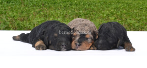 bernedoodles, bernedoodle puppies, bernedoodlees for sale, bernedoodles in canada, tri colour bernedoodles, tri colour, tri colour bernedoodles, tri colour bernedoodles, bernedoodles, bernedoodle breeders, bernedoodle breeders, bernedoodles, bernedoodles, bernedoodles. bernedoodle puppies for sale, berniedoodles, bernadoodles, bernesedoodles, bernedoodles, bernedoodles, bernedoodles, bernedoodle, bernedoodle, bernedoodle, bernedoodle, bernedoodle, bernedoodle puppies, bernedoodle breeders, bernedoodles, bernedoodle puppies, available bernedoodle puppies, available Bernedoodle puppies, tri colour bernedoodle,bernedoodle, bernedoodle, bernedoodle, bernedoodle, bernedoodles, bernedoodle puppies Ontario, bernedoodle, bernedooodle, bernedoodle, bernedoodle, bernedoodle, bernedoodle, bernedoodles, bernedoodle puppies, bernedoodle puppy, bernedoodle breeder in Canada, bernedoodle breeder in Ontario, bernedoodles, bernedoodles for sale, bernedoodles, Willow Brooke Bernedoodles, bernadoodles, available puppies, available Bernedoodle puppies, bernedoodles British Columbia, bernedoodles Alberta, bernedoodles Ontario, bernedoodles Toronto, bernedoodles Quebec, bernedoodles Nova Scotia, bernedoodles Newfoundland, bernedoodles New Brunswick, Bernese mountain dog, labradoodles, goldendoodles, bernedoodles, swiss ridge, swiss ridge kennel, swiss ridge bernedoodles, bernadoodles, berniedoodles, bernedoodles for sale, bernedoodles, bernedoodle, bernedoodle, bernedoodle, bernedoodle, bernedoodle, bernedoodle, bernedoodles, bernedoodles, bernedoodles, bernedoodle, bernedoodle puppy, bernedoodles Toronto, bernedoodles, bernedoodles, bernedoodle, bernedoodles, bernedoodle, bernedoodle, bernedoodle, bernedoodle, bernedoodle, bernedoodle, bernedoodles, bernedoodle, bernedoodles, bernedoodles, bernedoodles, Willow Brooke Bernedoodles, available Bernedoodle puppies, Bernedoodles Canada, bernedoodle, burnadoodle, berniedoodle, bernadoodle, bernadoodle, bernedoodle, bernedoodles, Bernedoodles, Bernese Mountain Dog, Poodle, Standard Poodle, Moyan Poodle, Mini Bernedoodle, Medium Bernedoodle, Standard Bernedoodle, Bernedoodles, bernedoodle, Bernedoodle Canada, bernedoodles bernedoodles bernedoodles, bernedoodles, Willow Brooke Bernedoodles, available bernedoodles, available Bernedoodles, Bernedoodles, bernedoodles, bernedoodle, bernedoodle, bernedoodles, bernedoodle, bernedoodle, bernedoodles, bernedoodle puppy, bernedoodle, bernedoodle, bernedoodles, bernedoodles, bernedoodle, bernedoodle, bernedoodles, bernedoodle puppies, bernedoodle breeder, Ontario bernedoodle puppies, bernedoodles for sale, available bernedoodle puppies, bernedoodle litters, bernedoodles in New York, bernedoodle, bernedoodle puppy, bernedoodle puppies, bernedoodles Ontario, bernedoodle, bernadoodle, bernadoodle, bernedoodles, bernedoodle puppies for sale, puppies for sale, bernedoodle, berniedoodle, bernedoodles in ontario, bernedoodles in Canada