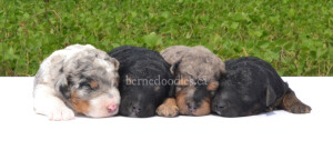 bernedoodles, bernedoodle puppies, bernedoodlees for sale, bernedoodles in canada, tri colour bernedoodles, tri colour, tri colour bernedoodles, tri colour bernedoodles, bernedoodles, bernedoodle breeders, bernedoodle breeders, bernedoodles, bernedoodles, bernedoodles. bernedoodle puppies for sale, berniedoodles, bernadoodles, bernesedoodles, bernedoodles, bernedoodles, bernedoodles, bernedoodle, bernedoodle, bernedoodle, bernedoodle, bernedoodle, bernedoodle puppies, bernedoodle breeders, bernedoodles, bernedoodle puppies, available bernedoodle puppies, available Bernedoodle puppies, tri colour bernedoodle,bernedoodle, bernedoodle, bernedoodle, bernedoodle, bernedoodles, bernedoodle puppies Ontario, bernedoodle, bernedooodle, bernedoodle, bernedoodle, bernedoodle, bernedoodle, bernedoodles, bernedoodle puppies, bernedoodle puppy, bernedoodle breeder in Canada, bernedoodle breeder in Ontario, bernedoodles, bernedoodles for sale, bernedoodles, Willow Brooke Bernedoodles, bernadoodles, available puppies, available Bernedoodle puppies, bernedoodles British Columbia, bernedoodles Alberta, bernedoodles Ontario, bernedoodles Toronto, bernedoodles Quebec, bernedoodles Nova Scotia, bernedoodles Newfoundland, bernedoodles New Brunswick, Bernese mountain dog, labradoodles, goldendoodles, bernedoodles, swiss ridge, swiss ridge kennel, swiss ridge bernedoodles, bernadoodles, berniedoodles, bernedoodles for sale, bernedoodles, bernedoodle, bernedoodle, bernedoodle, bernedoodle, bernedoodle, bernedoodle, bernedoodles, bernedoodles, bernedoodles, bernedoodle, bernedoodle puppy, bernedoodles Toronto, bernedoodles, bernedoodles, bernedoodle, bernedoodles, bernedoodle, bernedoodle, bernedoodle, bernedoodle, bernedoodle, bernedoodle, bernedoodles, bernedoodle, bernedoodles, bernedoodles, bernedoodles, Willow Brooke Bernedoodles, available Bernedoodle puppies, Bernedoodles Canada, bernedoodle, burnadoodle, berniedoodle, bernadoodle, bernadoodle, bernedoodle, bernedoodles, Bernedoodles, Bernese Mountain Dog, Poodle, Standard Poodle, Moyan Poodle, Mini Bernedoodle, Medium Bernedoodle, Standard Bernedoodle, Bernedoodles, bernedoodle, Bernedoodle Canada, bernedoodles bernedoodles bernedoodles, bernedoodles, Willow Brooke Bernedoodles, available bernedoodles, available Bernedoodles, Bernedoodles, bernedoodles, bernedoodle, bernedoodle, bernedoodles, bernedoodle, bernedoodle, bernedoodles, bernedoodle puppy, bernedoodle, bernedoodle, bernedoodles, bernedoodles, bernedoodle, bernedoodle, bernedoodles, bernedoodle puppies, bernedoodle breeder, Ontario bernedoodle puppies, bernedoodles for sale, available bernedoodle puppies, bernedoodle litters, bernedoodles in New York, bernedoodle, bernedoodle puppy, bernedoodle puppies, bernedoodles Ontario, bernedoodle, bernadoodle, bernadoodle, bernedoodles, bernedoodle puppies for sale, puppies for sale, bernedoodle, berniedoodle, bernedoodles in ontario, bernedoodles in Canada