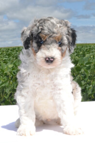 bernedoodles, bernedoodle puppies, bernedoodlees for sale, bernedoodles in canada, tri colour bernedoodles, tri colour, tri colour bernedoodles, tri colour bernedoodles, bernedoodles, bernedoodle breeders, bernedoodle breeders, bernedoodles, bernedoodles, bernedoodles. bernedoodle puppies for sale, berniedoodles, bernadoodles, bernesedoodles, bernedoodles, bernedoodles, bernedoodles, bernedoodle, bernedoodle, bernedoodle, bernedoodle, bernedoodle, bernedoodle puppies, bernedoodle breeders, bernedoodles, bernedoodle puppies, available bernedoodle puppies, available Bernedoodle puppies, tri colour bernedoodle,bernedoodle, bernedoodle, bernedoodle, bernedoodle, bernedoodles, bernedoodle puppies Ontario, bernedoodle, bernedooodle, bernedoodle, bernedoodle, bernedoodle, bernedoodle, bernedoodles, bernedoodle puppies, bernedoodle puppy, bernedoodle breeder in Canada, bernedoodle breeder in Ontario, bernedoodles, bernedoodles for sale,  bernedoodles, Willow Brooke Bernedoodles, bernadoodles, available puppies, available Bernedoodle puppies, bernedoodles British Columbia, bernedoodles Alberta, bernedoodles Ontario, bernedoodles Toronto, bernedoodles Quebec, bernedoodles Nova Scotia, bernedoodles Newfoundland, bernedoodles New Brunswick, Bernese mountain dog, labradoodles, goldendoodles, bernedoodles, swiss ridge, swiss ridge kennel, swiss ridge bernedoodles, bernadoodles, berniedoodles, bernedoodles for sale, bernedoodles, bernedoodle, bernedoodle, bernedoodle, bernedoodle, bernedoodle, bernedoodle, bernedoodles, bernedoodles, bernedoodles, bernedoodle, bernedoodle puppy, bernedoodles Toronto, bernedoodles, bernedoodles, bernedoodle, bernedoodles, bernedoodle, bernedoodle, bernedoodle, bernedoodle, bernedoodle, bernedoodle, bernedoodles, bernedoodle, bernedoodles, bernedoodles, bernedoodles, Willow Brooke Bernedoodles, available Bernedoodle puppies, Bernedoodles Canada, bernedoodle, burnadoodle, berniedoodle, bernadoodle, bernadoodle, bernedoodle, bernedoodles, Bernedoodles, Bernese Mountain Dog, Poodle, Standard Poodle, Moyan Poodle, Mini Bernedoodle, Medium Bernedoodle, Standard Bernedoodle, Bernedoodles, bernedoodle, Bernedoodle Canada, bernedoodles bernedoodles bernedoodles, bernedoodles, Willow Brooke Bernedoodles, available bernedoodles, available Bernedoodles, Bernedoodles, bernedoodles, bernedoodle, bernedoodle, bernedoodles, bernedoodle, bernedoodle, bernedoodles, bernedoodle puppy, bernedoodle, bernedoodle, bernedoodles, bernedoodles, bernedoodle, bernedoodle, bernedoodles, bernedoodle puppies, bernedoodle breeder, Ontario bernedoodle puppies, bernedoodles for sale, available bernedoodle puppies, bernedoodle litters, bernedoodles in New York, bernedoodle, bernedoodle puppy, bernedoodle puppies, bernedoodles Ontario, bernedoodle, bernadoodle, bernadoodle, bernedoodles, bernedoodle puppies for sale, puppies for sale, bernedoodle, berniedoodle, bernedoodles in ontario, bernedoodles in Canada