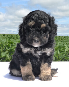 bernedoodles, bernedoodle puppies, bernedoodlees for sale, bernedoodles in canada, tri colour bernedoodles, tri colour, tri colour bernedoodles, tri colour bernedoodles, bernedoodles, bernedoodle breeders, bernedoodle breeders, bernedoodles, bernedoodles, bernedoodles. bernedoodle puppies for sale, berniedoodles, bernadoodles, bernesedoodles, bernedoodles, bernedoodles, bernedoodles, bernedoodle, bernedoodle, bernedoodle, bernedoodle, bernedoodle, bernedoodle puppies, bernedoodle breeders, bernedoodles, bernedoodle puppies, available bernedoodle puppies, available Bernedoodle puppies, tri colour bernedoodle,bernedoodle, bernedoodle, bernedoodle, bernedoodle, bernedoodles, bernedoodle puppies Ontario, bernedoodle, bernedooodle, bernedoodle, bernedoodle, bernedoodle, bernedoodle, bernedoodles, bernedoodle puppies, bernedoodle puppy, bernedoodle breeder in Canada, bernedoodle breeder in Ontario, bernedoodles, bernedoodles for sale,  bernedoodles, Willow Brooke Bernedoodles, bernadoodles, available puppies, available Bernedoodle puppies, bernedoodles British Columbia, bernedoodles Alberta, bernedoodles Ontario, bernedoodles Toronto, bernedoodles Quebec, bernedoodles Nova Scotia, bernedoodles Newfoundland, bernedoodles New Brunswick, Bernese mountain dog, labradoodles, goldendoodles, bernedoodles, swiss ridge, swiss ridge kennel, swiss ridge bernedoodles, bernadoodles, berniedoodles, bernedoodles for sale, bernedoodles, bernedoodle, bernedoodle, bernedoodle, bernedoodle, bernedoodle, bernedoodle, bernedoodles, bernedoodles, bernedoodles, bernedoodle, bernedoodle puppy, bernedoodles Toronto, bernedoodles, bernedoodles, bernedoodle, bernedoodles, bernedoodle, bernedoodle, bernedoodle, bernedoodle, bernedoodle, bernedoodle, bernedoodles, bernedoodle, bernedoodles, bernedoodles, bernedoodles, Willow Brooke Bernedoodles, available Bernedoodle puppies, Bernedoodles Canada, bernedoodle, burnadoodle, berniedoodle, bernadoodle, bernadoodle, bernedoodle, bernedoodles, Bernedoodles, Bernese Mountain Dog, Poodle, Standard Poodle, Moyan Poodle, Mini Bernedoodle, Medium Bernedoodle, Standard Bernedoodle, Bernedoodles, bernedoodle, Bernedoodle Canada, bernedoodles bernedoodles bernedoodles, bernedoodles, Willow Brooke Bernedoodles, available bernedoodles, available Bernedoodles, Bernedoodles, bernedoodles, bernedoodle, bernedoodle, bernedoodles, bernedoodle, bernedoodle, bernedoodles, bernedoodle puppy, bernedoodle, bernedoodle, bernedoodles, bernedoodles, bernedoodle, bernedoodle, bernedoodles, bernedoodle puppies, bernedoodle breeder, Ontario bernedoodle puppies, bernedoodles for sale, available bernedoodle puppies, bernedoodle litters, bernedoodles in New York, bernedoodle, bernedoodle puppy, bernedoodle puppies, bernedoodles Ontario, bernedoodle, bernadoodle, bernadoodle, bernedoodles, bernedoodle puppies for sale, puppies for sale, bernedoodle, berniedoodle, bernedoodles in ontario, bernedoodles in Canada