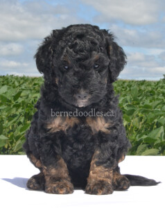 bernedoodles, bernedoodle puppies, bernedoodlees for sale, bernedoodles in canada, tri colour bernedoodles, tri colour, tri colour bernedoodles, tri colour bernedoodles, bernedoodles, bernedoodle breeders, bernedoodle breeders, bernedoodles, bernedoodles, bernedoodles. bernedoodle puppies for sale, berniedoodles, bernadoodles, bernesedoodles, bernedoodles, bernedoodles, bernedoodles, bernedoodle, bernedoodle, bernedoodle, bernedoodle, bernedoodle, bernedoodle puppies, bernedoodle breeders, bernedoodles, bernedoodle puppies, available bernedoodle puppies, available Bernedoodle puppies, tri colour bernedoodle,bernedoodle, bernedoodle, bernedoodle, bernedoodle, bernedoodles, bernedoodle puppies Ontario, bernedoodle, bernedooodle, bernedoodle, bernedoodle, bernedoodle, bernedoodle, bernedoodles, bernedoodle puppies, bernedoodle puppy, bernedoodle breeder in Canada, bernedoodle breeder in Ontario, bernedoodles, bernedoodles for sale,  bernedoodles, Willow Brooke Bernedoodles, bernadoodles, available puppies, available Bernedoodle puppies, bernedoodles British Columbia, bernedoodles Alberta, bernedoodles Ontario, bernedoodles Toronto, bernedoodles Quebec, bernedoodles Nova Scotia, bernedoodles Newfoundland, bernedoodles New Brunswick, Bernese mountain dog, labradoodles, goldendoodles, bernedoodles, swiss ridge, swiss ridge kennel, swiss ridge bernedoodles, bernadoodles, berniedoodles, bernedoodles for sale, bernedoodles, bernedoodle, bernedoodle, bernedoodle, bernedoodle, bernedoodle, bernedoodle, bernedoodles, bernedoodles, bernedoodles, bernedoodle, bernedoodle puppy, bernedoodles Toronto, bernedoodles, bernedoodles, bernedoodle, bernedoodles, bernedoodle, bernedoodle, bernedoodle, bernedoodle, bernedoodle, bernedoodle, bernedoodles, bernedoodle, bernedoodles, bernedoodles, bernedoodles, Willow Brooke Bernedoodles, available Bernedoodle puppies, Bernedoodles Canada, bernedoodle, burnadoodle, berniedoodle, bernadoodle, bernadoodle, bernedoodle, bernedoodles, Bernedoodles, Bernese Mountain Dog, Poodle, Standard Poodle, Moyan Poodle, Mini Bernedoodle, Medium Bernedoodle, Standard Bernedoodle, Bernedoodles, bernedoodle, Bernedoodle Canada, bernedoodles bernedoodles bernedoodles, bernedoodles, Willow Brooke Bernedoodles, available bernedoodles, available Bernedoodles, Bernedoodles, bernedoodles, bernedoodle, bernedoodle, bernedoodles, bernedoodle, bernedoodle, bernedoodles, bernedoodle puppy, bernedoodle, bernedoodle, bernedoodles, bernedoodles, bernedoodle, bernedoodle, bernedoodles, bernedoodle puppies, bernedoodle breeder, Ontario bernedoodle puppies, bernedoodles for sale, available bernedoodle puppies, bernedoodle litters, bernedoodles in New York, bernedoodle, bernedoodle puppy, bernedoodle puppies, bernedoodles Ontario, bernedoodle, bernadoodle, bernadoodle, bernedoodles, bernedoodle puppies for sale, puppies for sale, bernedoodle, berniedoodle, bernedoodles in ontario, bernedoodles in Canada