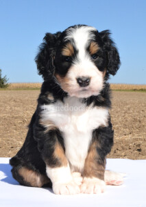 bernedoodles, bernedoodle puppies, bernedoodlees for sale, bernedoodles in canada, tri colour bernedoodles, tri colour, tri colour bernedoodles, tri colour bernedoodles, bernedoodles, bernedoodle breeders, bernedoodle breeders, bernedoodles, bernedoodles, bernedoodles. bernedoodle puppies for sale, berniedoodles, bernadoodles, bernesedoodles, bernedoodles, bernedoodles, bernedoodles, bernedoodle, bernedoodle, bernedoodle, bernedoodle, bernedoodle, bernedoodle puppies, bernedoodle breeders, bernedoodles, bernedoodle puppies, available bernedoodle puppies, available Bernedoodle puppies, tri colour bernedoodle,bernedoodle, bernedoodle, bernedoodle, bernedoodle, bernedoodles, bernedoodle puppies Ontario, bernedoodle, bernedooodle, bernedoodle, bernedoodle, bernedoodle, bernedoodle, bernedoodles, bernedoodle puppies, bernedoodle puppy, bernedoodle breeder in Canada, bernedoodle breeder in Ontario, bernedoodles, bernedoodles for sale, bernedoodles, Willow Brooke Bernedoodles, bernadoodles, available puppies, available Bernedoodle puppies, bernedoodles British Columbia, bernedoodles Alberta, bernedoodles Ontario, bernedoodles Toronto, bernedoodles Quebec, bernedoodles Nova Scotia, bernedoodles Newfoundland, bernedoodles New Brunswick, Bernese mountain dog, labradoodles, goldendoodles, bernedoodles, swiss ridge, swiss ridge kennel, swiss ridge bernedoodles, bernadoodles, berniedoodles, bernedoodles for sale, bernedoodles, bernedoodle, bernedoodle, bernedoodle, bernedoodle, bernedoodle, bernedoodle, bernedoodles, bernedoodles, bernedoodles, bernedoodle, bernedoodle puppy, bernedoodles Toronto, bernedoodles, bernedoodles, bernedoodle, bernedoodles, bernedoodle, bernedoodle, bernedoodle, bernedoodle, bernedoodle, bernedoodle, bernedoodles, bernedoodle, bernedoodles, bernedoodles, bernedoodles, Willow Brooke Bernedoodles, available Bernedoodle puppies, Bernedoodles Canada, bernedoodle, burnadoodle, berniedoodle, bernadoodle, bernadoodle, bernedoodle, bernedoodles, Bernedoodles, Bernese Mountain Dog, Poodle, Standard Poodle, Moyan Poodle, Mini Bernedoodle, Medium Bernedoodle, Standard Bernedoodle, Bernedoodles, bernedoodle, Bernedoodle Canada, bernedoodles bernedoodles bernedoodles, bernedoodles, Willow Brooke Bernedoodles, available bernedoodles, available Bernedoodles, Bernedoodles, bernedoodles, bernedoodle, bernedoodle, bernedoodles, bernedoodle, bernedoodle, bernedoodles, bernedoodle puppy, bernedoodle, bernedoodle, bernedoodles, bernedoodles, bernedoodle, bernedoodle, bernedoodles, bernedoodle puppies, bernedoodle breeder, Ontario bernedoodle puppies, bernedoodles for sale, available bernedoodle puppies, bernedoodle litters, bernedoodles in New York, bernedoodle, bernedoodle puppy, bernedoodle puppies, bernedoodles Ontario, bernedoodle, bernadoodle, bernadoodle, bernedoodles, bernedoodle puppies for sale, puppies for sale, bernedoodle, berniedoodle, bernedoodles in ontario, bernedoodles in Canada