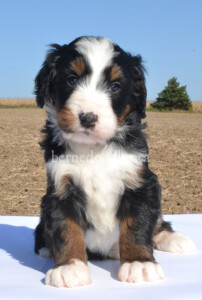 bernedoodles, bernedoodle puppies, bernedoodlees for sale, bernedoodles in canada, tri colour bernedoodles, tri colour, tri colour bernedoodles, tri colour bernedoodles, bernedoodles, bernedoodle breeders, bernedoodle breeders, bernedoodles, bernedoodles, bernedoodles. bernedoodle puppies for sale, berniedoodles, bernadoodles, bernesedoodles, bernedoodles, bernedoodles, bernedoodles, bernedoodle, bernedoodle, bernedoodle, bernedoodle, bernedoodle, bernedoodle puppies, bernedoodle breeders, bernedoodles, bernedoodle puppies, available bernedoodle puppies, available Bernedoodle puppies, tri colour bernedoodle,bernedoodle, bernedoodle, bernedoodle, bernedoodle, bernedoodles, bernedoodle puppies Ontario, bernedoodle, bernedooodle, bernedoodle, bernedoodle, bernedoodle, bernedoodle, bernedoodles, bernedoodle puppies, bernedoodle puppy, bernedoodle breeder in Canada, bernedoodle breeder in Ontario, bernedoodles, bernedoodles for sale, bernedoodles, Willow Brooke Bernedoodles, bernadoodles, available puppies, available Bernedoodle puppies, bernedoodles British Columbia, bernedoodles Alberta, bernedoodles Ontario, bernedoodles Toronto, bernedoodles Quebec, bernedoodles Nova Scotia, bernedoodles Newfoundland, bernedoodles New Brunswick, Bernese mountain dog, labradoodles, goldendoodles, bernedoodles, swiss ridge, swiss ridge kennel, swiss ridge bernedoodles, bernadoodles, berniedoodles, bernedoodles for sale, bernedoodles, bernedoodle, bernedoodle, bernedoodle, bernedoodle, bernedoodle, bernedoodle, bernedoodles, bernedoodles, bernedoodles, bernedoodle, bernedoodle puppy, bernedoodles Toronto, bernedoodles, bernedoodles, bernedoodle, bernedoodles, bernedoodle, bernedoodle, bernedoodle, bernedoodle, bernedoodle, bernedoodle, bernedoodles, bernedoodle, bernedoodles, bernedoodles, bernedoodles, Willow Brooke Bernedoodles, available Bernedoodle puppies, Bernedoodles Canada, bernedoodle, burnadoodle, berniedoodle, bernadoodle, bernadoodle, bernedoodle, bernedoodles, Bernedoodles, Bernese Mountain Dog, Poodle, Standard Poodle, Moyan Poodle, Mini Bernedoodle, Medium Bernedoodle, Standard Bernedoodle, Bernedoodles, bernedoodle, Bernedoodle Canada, bernedoodles bernedoodles bernedoodles, bernedoodles, Willow Brooke Bernedoodles, available bernedoodles, available Bernedoodles, Bernedoodles, bernedoodles, bernedoodle, bernedoodle, bernedoodles, bernedoodle, bernedoodle, bernedoodles, bernedoodle puppy, bernedoodle, bernedoodle, bernedoodles, bernedoodles, bernedoodle, bernedoodle, bernedoodles, bernedoodle puppies, bernedoodle breeder, Ontario bernedoodle puppies, bernedoodles for sale, available bernedoodle puppies, bernedoodle litters, bernedoodles in New York, bernedoodle, bernedoodle puppy, bernedoodle puppies, bernedoodles Ontario, bernedoodle, bernadoodle, bernadoodle, bernedoodles, bernedoodle puppies for sale, puppies for sale, bernedoodle, berniedoodle, bernedoodles in ontario, bernedoodles in Canada