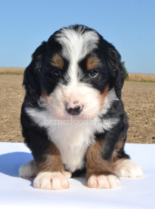 bernedoodles, bernedoodle puppies, bernedoodlees for sale, bernedoodles in canada, tri colour bernedoodles, tri colour, tri colour bernedoodles, tri colour bernedoodles, bernedoodles, bernedoodle breeders, bernedoodle breeders, bernedoodles, bernedoodles, bernedoodles. bernedoodle puppies for sale, berniedoodles, bernadoodles, bernesedoodles, bernedoodles, bernedoodles, bernedoodles, bernedoodle, bernedoodle, bernedoodle, bernedoodle, bernedoodle, bernedoodle puppies, bernedoodle breeders, bernedoodles, bernedoodle puppies, available bernedoodle puppies, available Bernedoodle puppies, tri colour bernedoodle,bernedoodle, bernedoodle, bernedoodle, bernedoodle, bernedoodles, bernedoodle puppies Ontario, bernedoodle, bernedooodle, bernedoodle, bernedoodle, bernedoodle, bernedoodle, bernedoodles, bernedoodle puppies, bernedoodle puppy, bernedoodle breeder in Canada, bernedoodle breeder in Ontario, bernedoodles, bernedoodles for sale, bernedoodles, Willow Brooke Bernedoodles, bernadoodles, available puppies, available Bernedoodle puppies, bernedoodles British Columbia, bernedoodles Alberta, bernedoodles Ontario, bernedoodles Toronto, bernedoodles Quebec, bernedoodles Nova Scotia, bernedoodles Newfoundland, bernedoodles New Brunswick, Bernese mountain dog, labradoodles, goldendoodles, bernedoodles, swiss ridge, swiss ridge kennel, swiss ridge bernedoodles, bernadoodles, berniedoodles, bernedoodles for sale, bernedoodles, bernedoodle, bernedoodle, bernedoodle, bernedoodle, bernedoodle, bernedoodle, bernedoodles, bernedoodles, bernedoodles, bernedoodle, bernedoodle puppy, bernedoodles Toronto, bernedoodles, bernedoodles, bernedoodle, bernedoodles, bernedoodle, bernedoodle, bernedoodle, bernedoodle, bernedoodle, bernedoodle, bernedoodles, bernedoodle, bernedoodles, bernedoodles, bernedoodles, Willow Brooke Bernedoodles, available Bernedoodle puppies, Bernedoodles Canada, bernedoodle, burnadoodle, berniedoodle, bernadoodle, bernadoodle, bernedoodle, bernedoodles, Bernedoodles, Bernese Mountain Dog, Poodle, Standard Poodle, Moyan Poodle, Mini Bernedoodle, Medium Bernedoodle, Standard Bernedoodle, Bernedoodles, bernedoodle, Bernedoodle Canada, bernedoodles bernedoodles bernedoodles, bernedoodles, Willow Brooke Bernedoodles, available bernedoodles, available Bernedoodles, Bernedoodles, bernedoodles, bernedoodle, bernedoodle, bernedoodles, bernedoodle, bernedoodle, bernedoodles, bernedoodle puppy, bernedoodle, bernedoodle, bernedoodles, bernedoodles, bernedoodle, bernedoodle, bernedoodles, bernedoodle puppies, bernedoodle breeder, Ontario bernedoodle puppies, bernedoodles for sale, available bernedoodle puppies, bernedoodle litters, bernedoodles in New York, bernedoodle, bernedoodle puppy, bernedoodle puppies, bernedoodles Ontario, bernedoodle, bernadoodle, bernadoodle, bernedoodles, bernedoodle puppies for sale, puppies for sale, bernedoodle, berniedoodle, bernedoodles in ontario, bernedoodles in Canada