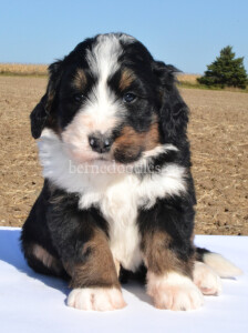 bernedoodles, bernedoodle puppies, bernedoodlees for sale, bernedoodles in canada, tri colour bernedoodles, tri colour, tri colour bernedoodles, tri colour bernedoodles, bernedoodles, bernedoodle breeders, bernedoodle breeders, bernedoodles, bernedoodles, bernedoodles. bernedoodle puppies for sale, berniedoodles, bernadoodles, bernesedoodles, bernedoodles, bernedoodles, bernedoodles, bernedoodle, bernedoodle, bernedoodle, bernedoodle, bernedoodle, bernedoodle puppies, bernedoodle breeders, bernedoodles, bernedoodle puppies, available bernedoodle puppies, available Bernedoodle puppies, tri colour bernedoodle,bernedoodle, bernedoodle, bernedoodle, bernedoodle, bernedoodles, bernedoodle puppies Ontario, bernedoodle, bernedooodle, bernedoodle, bernedoodle, bernedoodle, bernedoodle, bernedoodles, bernedoodle puppies, bernedoodle puppy, bernedoodle breeder in Canada, bernedoodle breeder in Ontario, bernedoodles, bernedoodles for sale, bernedoodles, Willow Brooke Bernedoodles, bernadoodles, available puppies, available Bernedoodle puppies, bernedoodles British Columbia, bernedoodles Alberta, bernedoodles Ontario, bernedoodles Toronto, bernedoodles Quebec, bernedoodles Nova Scotia, bernedoodles Newfoundland, bernedoodles New Brunswick, Bernese mountain dog, labradoodles, goldendoodles, bernedoodles, swiss ridge, swiss ridge kennel, swiss ridge bernedoodles, bernadoodles, berniedoodles, bernedoodles for sale, bernedoodles, bernedoodle, bernedoodle, bernedoodle, bernedoodle, bernedoodle, bernedoodle, bernedoodles, bernedoodles, bernedoodles, bernedoodle, bernedoodle puppy, bernedoodles Toronto, bernedoodles, bernedoodles, bernedoodle, bernedoodles, bernedoodle, bernedoodle, bernedoodle, bernedoodle, bernedoodle, bernedoodle, bernedoodles, bernedoodle, bernedoodles, bernedoodles, bernedoodles, Willow Brooke Bernedoodles, available Bernedoodle puppies, Bernedoodles Canada, bernedoodle, burnadoodle, berniedoodle, bernadoodle, bernadoodle, bernedoodle, bernedoodles, Bernedoodles, Bernese Mountain Dog, Poodle, Standard Poodle, Moyan Poodle, Mini Bernedoodle, Medium Bernedoodle, Standard Bernedoodle, Bernedoodles, bernedoodle, Bernedoodle Canada, bernedoodles bernedoodles bernedoodles, bernedoodles, Willow Brooke Bernedoodles, available bernedoodles, available Bernedoodles, Bernedoodles, bernedoodles, bernedoodle, bernedoodle, bernedoodles, bernedoodle, bernedoodle, bernedoodles, bernedoodle puppy, bernedoodle, bernedoodle, bernedoodles, bernedoodles, bernedoodle, bernedoodle, bernedoodles, bernedoodle puppies, bernedoodle breeder, Ontario bernedoodle puppies, bernedoodles for sale, available bernedoodle puppies, bernedoodle litters, bernedoodles in New York, bernedoodle, bernedoodle puppy, bernedoodle puppies, bernedoodles Ontario, bernedoodle, bernadoodle, bernadoodle, bernedoodles, bernedoodle puppies for sale, puppies for sale, bernedoodle, berniedoodle, bernedoodles in ontario, bernedoodles in Canada