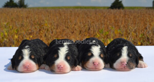 bernedoodles, bernedoodle puppies, bernedoodlees for sale, bernedoodles in canada, tri colour bernedoodles, tri colour, tri colour bernedoodles, tri colour bernedoodles, bernedoodles, bernedoodle breeders, bernedoodle breeders, bernedoodles, bernedoodles, bernedoodles. bernedoodle puppies for sale, berniedoodles, bernadoodles, bernesedoodles, bernedoodles, bernedoodles, bernedoodles, bernedoodle, bernedoodle, bernedoodle, bernedoodle, bernedoodle, bernedoodle puppies, bernedoodle breeders, bernedoodles, bernedoodle puppies, available bernedoodle puppies, available Bernedoodle puppies, tri colour bernedoodle,bernedoodle, bernedoodle, bernedoodle, bernedoodle, bernedoodles, bernedoodle puppies Ontario, bernedoodle, bernedooodle, bernedoodle, bernedoodle, bernedoodle, bernedoodle, bernedoodles, bernedoodle puppies, bernedoodle puppy, bernedoodle breeder in Canada, bernedoodle breeder in Ontario, bernedoodles, bernedoodles for sale, bernedoodles, Willow Brooke Bernedoodles, bernadoodles, available puppies, available Bernedoodle puppies, bernedoodles British Columbia, bernedoodles Alberta, bernedoodles Ontario, bernedoodles Toronto, bernedoodles Quebec, bernedoodles Nova Scotia, bernedoodles Newfoundland, bernedoodles New Brunswick, Bernese mountain dog, labradoodles, goldendoodles, bernedoodles, swiss ridge, swiss ridge kennel, swiss ridge bernedoodles, bernadoodles, berniedoodles, bernedoodles for sale, bernedoodles, bernedoodle, bernedoodle, bernedoodle, bernedoodle, bernedoodle, bernedoodle, bernedoodles, bernedoodles, bernedoodles, bernedoodle, bernedoodle puppy, bernedoodles Toronto, bernedoodles, bernedoodles, bernedoodle, bernedoodles, bernedoodle, bernedoodle, bernedoodle, bernedoodle, bernedoodle, bernedoodle, bernedoodles, bernedoodle, bernedoodles, bernedoodles, bernedoodles, Willow Brooke Bernedoodles, available Bernedoodle puppies, Bernedoodles Canada, bernedoodle, burnadoodle, berniedoodle, bernadoodle, bernadoodle, bernedoodle, bernedoodles, Bernedoodles, Bernese Mountain Dog, Poodle, Standard Poodle, Moyan Poodle, Mini Bernedoodle, Medium Bernedoodle, Standard Bernedoodle, Bernedoodles, bernedoodle, Bernedoodle Canada, bernedoodles bernedoodles bernedoodles, bernedoodles, Willow Brooke Bernedoodles, available bernedoodles, available Bernedoodles, Bernedoodles, bernedoodles, bernedoodle, bernedoodle, bernedoodles, bernedoodle, bernedoodle, bernedoodles, bernedoodle puppy, bernedoodle, bernedoodle, bernedoodles, bernedoodles, bernedoodle, bernedoodle, bernedoodles, bernedoodle puppies, bernedoodle breeder, Ontario bernedoodle puppies, bernedoodles for sale, available bernedoodle puppies, bernedoodle litters, bernedoodles in New York, bernedoodle, bernedoodle puppy, bernedoodle puppies, bernedoodles Ontario, bernedoodle, bernadoodle, bernadoodle, bernedoodles, bernedoodle puppies for sale, puppies for sale, bernedoodle, berniedoodle, bernedoodles in ontario, bernedoodles in Canada