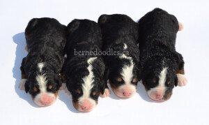 bernedoodles, bernedoodle puppies, bernedoodlees for sale, bernedoodles in canada, tri colour bernedoodles, tri colour, tri colour bernedoodles, tri colour bernedoodles, bernedoodles, bernedoodle breeders, bernedoodle breeders, bernedoodles, bernedoodles, bernedoodles. bernedoodle puppies for sale, berniedoodles, bernadoodles, bernesedoodles, bernedoodles, bernedoodles, bernedoodles, bernedoodle, bernedoodle, bernedoodle, bernedoodle, bernedoodle, bernedoodle puppies, bernedoodle breeders, bernedoodles, bernedoodle puppies, available bernedoodle puppies, available Bernedoodle puppies, tri colour bernedoodle,bernedoodle, bernedoodle, bernedoodle, bernedoodle, bernedoodles, bernedoodle puppies Ontario, bernedoodle, bernedooodle, bernedoodle, bernedoodle, bernedoodle, bernedoodle, bernedoodles, bernedoodle puppies, bernedoodle puppy, bernedoodle breeder in Canada, bernedoodle breeder in Ontario, bernedoodles, bernedoodles for sale, bernedoodles, Willow Brooke Bernedoodles, bernadoodles, available puppies, available Bernedoodle puppies, bernedoodles British Columbia, bernedoodles Alberta, bernedoodles Ontario, bernedoodles Toronto, bernedoodles Quebec, bernedoodles Nova Scotia, bernedoodles Newfoundland, bernedoodles New Brunswick, Bernese mountain dog, labradoodles, goldendoodles, bernedoodles, swiss ridge, swiss ridge kennel, swiss ridge bernedoodles, bernadoodles, berniedoodles, bernedoodles for sale, bernedoodles, bernedoodle, bernedoodle, bernedoodle, bernedoodle, bernedoodle, bernedoodle, bernedoodles, bernedoodles, bernedoodles, bernedoodle, bernedoodle puppy, bernedoodles Toronto, bernedoodles, bernedoodles, bernedoodle, bernedoodles, bernedoodle, bernedoodle, bernedoodle, bernedoodle, bernedoodle, bernedoodle, bernedoodles, bernedoodle, bernedoodles, bernedoodles, bernedoodles, Willow Brooke Bernedoodles, available Bernedoodle puppies, Bernedoodles Canada, bernedoodle, burnadoodle, berniedoodle, bernadoodle, bernadoodle, bernedoodle, bernedoodles, Bernedoodles, Bernese Mountain Dog, Poodle, Standard Poodle, Moyan Poodle, Mini Bernedoodle, Medium Bernedoodle, Standard Bernedoodle, Bernedoodles, bernedoodle, Bernedoodle Canada, bernedoodles bernedoodles bernedoodles, bernedoodles, Willow Brooke Bernedoodles, available bernedoodles, available Bernedoodles, Bernedoodles, bernedoodles, bernedoodle, bernedoodle, bernedoodles, bernedoodle, bernedoodle, bernedoodles, bernedoodle puppy, bernedoodle, bernedoodle, bernedoodles, bernedoodles, bernedoodle, bernedoodle, bernedoodles, bernedoodle puppies, bernedoodle breeder, Ontario bernedoodle puppies, bernedoodles for sale, available bernedoodle puppies, bernedoodle litters, bernedoodles in New York, bernedoodle, bernedoodle puppy, bernedoodle puppies, bernedoodles Ontario, bernedoodle, bernadoodle, bernadoodle, bernedoodles, bernedoodle puppies for sale, puppies for sale, bernedoodle, berniedoodle, bernedoodles in ontario, bernedoodles in Canada