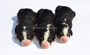 bernedoodles, bernedoodle puppies, bernedoodlees for sale, bernedoodles in canada, tri colour bernedoodles, tri colour, tri colour bernedoodles, tri colour bernedoodles, bernedoodles, bernedoodle breeders, bernedoodle breeders, bernedoodles, bernedoodles, bernedoodles. bernedoodle puppies for sale, berniedoodles, bernadoodles, bernesedoodles, bernedoodles, bernedoodles, bernedoodles, bernedoodle, bernedoodle, bernedoodle, bernedoodle, bernedoodle, bernedoodle puppies, bernedoodle breeders, bernedoodles, bernedoodle puppies, available bernedoodle puppies, available Bernedoodle puppies, tri colour bernedoodle,bernedoodle, bernedoodle, bernedoodle, bernedoodle, bernedoodles, bernedoodle puppies Ontario, bernedoodle, bernedooodle, bernedoodle, bernedoodle, bernedoodle, bernedoodle, bernedoodles, bernedoodle puppies, bernedoodle puppy, bernedoodle breeder in Canada, bernedoodle breeder in Ontario, bernedoodles, bernedoodles for sale, bernedoodles, Willow Brooke Bernedoodles, bernadoodles, available puppies, available Bernedoodle puppies, bernedoodles British Columbia, bernedoodles Alberta, bernedoodles Ontario, bernedoodles Toronto, bernedoodles Quebec, bernedoodles Nova Scotia, bernedoodles Newfoundland, bernedoodles New Brunswick, Bernese mountain dog, labradoodles, goldendoodles, bernedoodles, swiss ridge, swiss ridge kennel, swiss ridge bernedoodles, bernadoodles, berniedoodles, bernedoodles for sale, bernedoodles, bernedoodle, bernedoodle, bernedoodle, bernedoodle, bernedoodle, bernedoodle, bernedoodles, bernedoodles, bernedoodles, bernedoodle, bernedoodle puppy, bernedoodles Toronto, bernedoodles, bernedoodles, bernedoodle, bernedoodles, bernedoodle, bernedoodle, bernedoodle, bernedoodle, bernedoodle, bernedoodle, bernedoodles, bernedoodle, bernedoodles, bernedoodles, bernedoodles, Willow Brooke Bernedoodles, available Bernedoodle puppies, Bernedoodles Canada, bernedoodle, burnadoodle, berniedoodle, bernadoodle, bernadoodle, bernedoodle, bernedoodles, Bernedoodles, Bernese Mountain Dog, Poodle, Standard Poodle, Moyan Poodle, Mini Bernedoodle, Medium Bernedoodle, Standard Bernedoodle, Bernedoodles, bernedoodle, Bernedoodle Canada, bernedoodles bernedoodles bernedoodles, bernedoodles, Willow Brooke Bernedoodles, available bernedoodles, available Bernedoodles, Bernedoodles, bernedoodles, bernedoodle, bernedoodle, bernedoodles, bernedoodle, bernedoodle, bernedoodles, bernedoodle puppy, bernedoodle, bernedoodle, bernedoodles, bernedoodles, bernedoodle, bernedoodle, bernedoodles, bernedoodle puppies, bernedoodle breeder, Ontario bernedoodle puppies, bernedoodles for sale, available bernedoodle puppies, bernedoodle litters, bernedoodles in New York, bernedoodle, bernedoodle puppy, bernedoodle puppies, bernedoodles Ontario, bernedoodle, bernadoodle, bernadoodle, bernedoodles, bernedoodle puppies for sale, puppies for sale, bernedoodle, berniedoodle, bernedoodles in ontario, bernedoodles in Canada