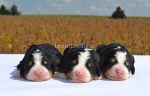 bernedoodles, bernedoodle puppies, bernedoodlees for sale, bernedoodles in canada, tri colour bernedoodles, tri colour, tri colour bernedoodles, tri colour bernedoodles, bernedoodles, bernedoodle breeders, bernedoodle breeders, bernedoodles, bernedoodles, bernedoodles. bernedoodle puppies for sale, berniedoodles, bernadoodles, bernesedoodles, bernedoodles, bernedoodles, bernedoodles, bernedoodle, bernedoodle, bernedoodle, bernedoodle, bernedoodle, bernedoodle puppies, bernedoodle breeders, bernedoodles, bernedoodle puppies, available bernedoodle puppies, available Bernedoodle puppies, tri colour bernedoodle,bernedoodle, bernedoodle, bernedoodle, bernedoodle, bernedoodles, bernedoodle puppies Ontario, bernedoodle, bernedooodle, bernedoodle, bernedoodle, bernedoodle, bernedoodle, bernedoodles, bernedoodle puppies, bernedoodle puppy, bernedoodle breeder in Canada, bernedoodle breeder in Ontario, bernedoodles, bernedoodles for sale, bernedoodles, Willow Brooke Bernedoodles, bernadoodles, available puppies, available Bernedoodle puppies, bernedoodles British Columbia, bernedoodles Alberta, bernedoodles Ontario, bernedoodles Toronto, bernedoodles Quebec, bernedoodles Nova Scotia, bernedoodles Newfoundland, bernedoodles New Brunswick, Bernese mountain dog, labradoodles, goldendoodles, bernedoodles, swiss ridge, swiss ridge kennel, swiss ridge bernedoodles, bernadoodles, berniedoodles, bernedoodles for sale, bernedoodles, bernedoodle, bernedoodle, bernedoodle, bernedoodle, bernedoodle, bernedoodle, bernedoodles, bernedoodles, bernedoodles, bernedoodle, bernedoodle puppy, bernedoodles Toronto, bernedoodles, bernedoodles, bernedoodle, bernedoodles, bernedoodle, bernedoodle, bernedoodle, bernedoodle, bernedoodle, bernedoodle, bernedoodles, bernedoodle, bernedoodles, bernedoodles, bernedoodles, Willow Brooke Bernedoodles, available Bernedoodle puppies, Bernedoodles Canada, bernedoodle, burnadoodle, berniedoodle, bernadoodle, bernadoodle, bernedoodle, bernedoodles, Bernedoodles, Bernese Mountain Dog, Poodle, Standard Poodle, Moyan Poodle, Mini Bernedoodle, Medium Bernedoodle, Standard Bernedoodle, Bernedoodles, bernedoodle, Bernedoodle Canada, bernedoodles bernedoodles bernedoodles, bernedoodles, Willow Brooke Bernedoodles, available bernedoodles, available Bernedoodles, Bernedoodles, bernedoodles, bernedoodle, bernedoodle, bernedoodles, bernedoodle, bernedoodle, bernedoodles, bernedoodle puppy, bernedoodle, bernedoodle, bernedoodles, bernedoodles, bernedoodle, bernedoodle, bernedoodles, bernedoodle puppies, bernedoodle breeder, Ontario bernedoodle puppies, bernedoodles for sale, available bernedoodle puppies, bernedoodle litters, bernedoodles in New York, bernedoodle, bernedoodle puppy, bernedoodle puppies, bernedoodles Ontario, bernedoodle, bernadoodle, bernadoodle, bernedoodles, bernedoodle puppies for sale, puppies for sale, bernedoodle, berniedoodle, bernedoodles in ontario, bernedoodles in Canada