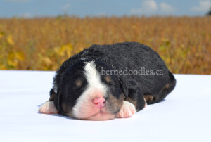 bernedoodles, bernedoodle puppies, bernedoodlees for sale, bernedoodles in canada, tri colour bernedoodles, tri colour, tri colour bernedoodles, tri colour bernedoodles, bernedoodles, bernedoodle breeders, bernedoodle breeders, bernedoodles, bernedoodles, bernedoodles. bernedoodle puppies for sale, berniedoodles, bernadoodles, bernesedoodles, bernedoodles, bernedoodles, bernedoodles, bernedoodle, bernedoodle, bernedoodle, bernedoodle, bernedoodle, bernedoodle puppies, bernedoodle breeders, bernedoodles, bernedoodle puppies, available bernedoodle puppies, available Bernedoodle puppies, tri colour bernedoodle,bernedoodle, bernedoodle, bernedoodle, bernedoodle, bernedoodles, bernedoodle puppies Ontario, bernedoodle, bernedooodle, bernedoodle, bernedoodle, bernedoodle, bernedoodle, bernedoodles, bernedoodle puppies, bernedoodle puppy, bernedoodle breeder in Canada, bernedoodle breeder in Ontario, bernedoodles, bernedoodles for sale, bernedoodles, Willow Brooke Bernedoodles, bernadoodles, available puppies, available Bernedoodle puppies, bernedoodles British Columbia, bernedoodles Alberta, bernedoodles Ontario, bernedoodles Toronto, bernedoodles Quebec, bernedoodles Nova Scotia, bernedoodles Newfoundland, bernedoodles New Brunswick, Bernese mountain dog, labradoodles, goldendoodles, bernedoodles, swiss ridge, swiss ridge kennel, swiss ridge bernedoodles, bernadoodles, berniedoodles, bernedoodles for sale, bernedoodles, bernedoodle, bernedoodle, bernedoodle, bernedoodle, bernedoodle, bernedoodle, bernedoodles, bernedoodles, bernedoodles, bernedoodle, bernedoodle puppy, bernedoodles Toronto, bernedoodles, bernedoodles, bernedoodle, bernedoodles, bernedoodle, bernedoodle, bernedoodle, bernedoodle, bernedoodle, bernedoodle, bernedoodles, bernedoodle, bernedoodles, bernedoodles, bernedoodles, Willow Brooke Bernedoodles, available Bernedoodle puppies, Bernedoodles Canada, bernedoodle, burnadoodle, berniedoodle, bernadoodle, bernadoodle, bernedoodle, bernedoodles, Bernedoodles, Bernese Mountain Dog, Poodle, Standard Poodle, Moyan Poodle, Mini Bernedoodle, Medium Bernedoodle, Standard Bernedoodle, Bernedoodles, bernedoodle, Bernedoodle Canada, bernedoodles bernedoodles bernedoodles, bernedoodles, Willow Brooke Bernedoodles, available bernedoodles, available Bernedoodles, Bernedoodles, bernedoodles, bernedoodle, bernedoodle, bernedoodles, bernedoodle, bernedoodle, bernedoodles, bernedoodle puppy, bernedoodle, bernedoodle, bernedoodles, bernedoodles, bernedoodle, bernedoodle, bernedoodles, bernedoodle puppies, bernedoodle breeder, Ontario bernedoodle puppies, bernedoodles for sale, available bernedoodle puppies, bernedoodle litters, bernedoodles in New York, bernedoodle, bernedoodle puppy, bernedoodle puppies, bernedoodles Ontario, bernedoodle, bernadoodle, bernadoodle, bernedoodles, bernedoodle puppies for sale, puppies for sale, bernedoodle, berniedoodle, bernedoodles in ontario, bernedoodles in Canada