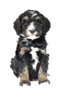 bernedoodles, bernedoodle puppies, bernedoodlees for sale, bernedoodles in canada, tri colour bernedoodles, tri colour, tri colour bernedoodles, tri colour bernedoodles, bernedoodles, bernedoodle breeders, bernedoodle breeders, bernedoodles, bernedoodles, bernedoodles. bernedoodle puppies for sale, berniedoodles, bernadoodles, bernesedoodles, bernedoodles, bernedoodles, bernedoodles, bernedoodle, bernedoodle, bernedoodle, bernedoodle, bernedoodle, bernedoodle puppies, bernedoodle breeders, bernedoodles, bernedoodle puppies, available bernedoodle puppies, available Bernedoodle puppies, tri colour bernedoodle,bernedoodle, bernedoodle, bernedoodle, bernedoodle, bernedoodles, bernedoodle puppies Ontario, bernedoodle, bernedooodle, bernedoodle, bernedoodle, bernedoodle, bernedoodle, bernedoodles, bernedoodle puppies, bernedoodle puppy, bernedoodle breeder in Canada, bernedoodle breeder in Ontario, bernedoodles, bernedoodles for sale, bernedoodles, Willow Brooke Bernedoodles, bernadoodles, available puppies, available Bernedoodle puppies, bernedoodles British Columbia, bernedoodles Alberta, bernedoodles Ontario, bernedoodles Toronto, bernedoodles Quebec, bernedoodles Nova Scotia, bernedoodles Newfoundland, bernedoodles New Brunswick, Bernese mountain dog, labradoodles, goldendoodles, bernedoodles, swiss ridge, swiss ridge kennel, swiss ridge bernedoodles, bernadoodles, berniedoodles, bernedoodles for sale, bernedoodles, bernedoodle, bernedoodle, bernedoodle, bernedoodle, bernedoodle, bernedoodle, bernedoodles, bernedoodles, bernedoodles, bernedoodle, bernedoodle puppy, bernedoodles Toronto, bernedoodles, bernedoodles, bernedoodle, bernedoodles, bernedoodle, bernedoodle, bernedoodle, bernedoodle, bernedoodle, bernedoodle, bernedoodles, bernedoodle, bernedoodles, bernedoodles, bernedoodles, Willow Brooke Bernedoodles, available Bernedoodle puppies, Bernedoodles Canada, bernedoodle, burnadoodle, berniedoodle, bernadoodle, bernadoodle, bernedoodle, bernedoodles, Bernedoodles, Bernese Mountain Dog, Poodle, Standard Poodle, Moyan Poodle, Mini Bernedoodle, Medium Bernedoodle, Standard Bernedoodle, Bernedoodles, bernedoodle, Bernedoodle Canada, bernedoodles bernedoodles bernedoodles, bernedoodles, Willow Brooke Bernedoodles, available bernedoodles, available Bernedoodles, Bernedoodles, bernedoodles, bernedoodle, bernedoodle, bernedoodles, bernedoodle, bernedoodle, bernedoodles, bernedoodle puppy, bernedoodle, bernedoodle, bernedoodles, bernedoodles, bernedoodle, bernedoodle, bernedoodles, bernedoodle puppies, bernedoodle breeder, Ontario bernedoodle puppies, bernedoodles for sale, available bernedoodle puppies, bernedoodle litters, bernedoodles in New York, bernedoodle, bernedoodle puppy, bernedoodle puppies, bernedoodles Ontario, bernedoodle, bernadoodle, bernadoodle, bernedoodles, bernedoodle puppies for sale, puppies for sale, bernedoodle, berniedoodle, bernedoodles in ontario, bernedoodles in Canada