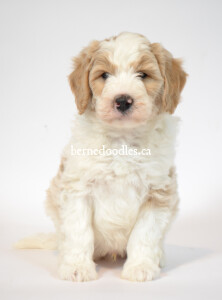 bernedoodles, bernedoodle puppies, bernedoodlees for sale, bernedoodles in canada, tri colour bernedoodles, tri colour, tri colour bernedoodles, tri colour bernedoodles, bernedoodles, bernedoodle breeders, bernedoodle breeders, bernedoodles, bernedoodles, bernedoodles. bernedoodle puppies for sale, berniedoodles, bernadoodles, bernesedoodles, bernedoodles, bernedoodles, bernedoodles, bernedoodle, bernedoodle, bernedoodle, bernedoodle, bernedoodle, bernedoodle puppies, bernedoodle breeders, bernedoodles, bernedoodle puppies, available bernedoodle puppies, available Bernedoodle puppies, tri colour bernedoodle,bernedoodle, bernedoodle, bernedoodle, bernedoodle, bernedoodles, bernedoodle puppies Ontario, bernedoodle, bernedooodle, bernedoodle, bernedoodle, bernedoodle, bernedoodle, bernedoodles, bernedoodle puppies, bernedoodle puppy, bernedoodle breeder in Canada, bernedoodle breeder in Ontario, bernedoodles, bernedoodles for sale, bernedoodles, Willow Brooke Bernedoodles, bernadoodles, available puppies, available Bernedoodle puppies, bernedoodles British Columbia, bernedoodles Alberta, bernedoodles Ontario, bernedoodles Toronto, bernedoodles Quebec, bernedoodles Nova Scotia, bernedoodles Newfoundland, bernedoodles New Brunswick, Bernese mountain dog, labradoodles, goldendoodles, bernedoodles, swiss ridge, swiss ridge kennel, swiss ridge bernedoodles, bernadoodles, berniedoodles, bernedoodles for sale, bernedoodles, bernedoodle, bernedoodle, bernedoodle, bernedoodle, bernedoodle, bernedoodle, bernedoodles, bernedoodles, bernedoodles, bernedoodle, bernedoodle puppy, bernedoodles Toronto, bernedoodles, bernedoodles, bernedoodle, bernedoodles, bernedoodle, bernedoodle, bernedoodle, bernedoodle, bernedoodle, bernedoodle, bernedoodles, bernedoodle, bernedoodles, bernedoodles, bernedoodles, Willow Brooke Bernedoodles, available Bernedoodle puppies, Bernedoodles Canada, bernedoodle, burnadoodle, berniedoodle, bernadoodle, bernadoodle, bernedoodle, bernedoodles, Bernedoodles, Bernese Mountain Dog, Poodle, Standard Poodle, Moyan Poodle, Mini Bernedoodle, Medium Bernedoodle, Standard Bernedoodle, Bernedoodles, bernedoodle, Bernedoodle Canada, bernedoodles bernedoodles bernedoodles, bernedoodles, Willow Brooke Bernedoodles, available bernedoodles, available Bernedoodles, Bernedoodles, bernedoodles, bernedoodle, bernedoodle, bernedoodles, bernedoodle, bernedoodle, bernedoodles, bernedoodle puppy, bernedoodle, bernedoodle, bernedoodles, bernedoodles, bernedoodle, bernedoodle, bernedoodles, bernedoodle puppies, bernedoodle breeder, Ontario bernedoodle puppies, bernedoodles for sale, available bernedoodle puppies, bernedoodle litters, bernedoodles in New York, bernedoodle, bernedoodle puppy, bernedoodle puppies, bernedoodles Ontario, bernedoodle, bernadoodle, bernadoodle, bernedoodles, bernedoodle puppies for sale, puppies for sale, bernedoodle, berniedoodle, bernedoodles in ontario, bernedoodles in Canada